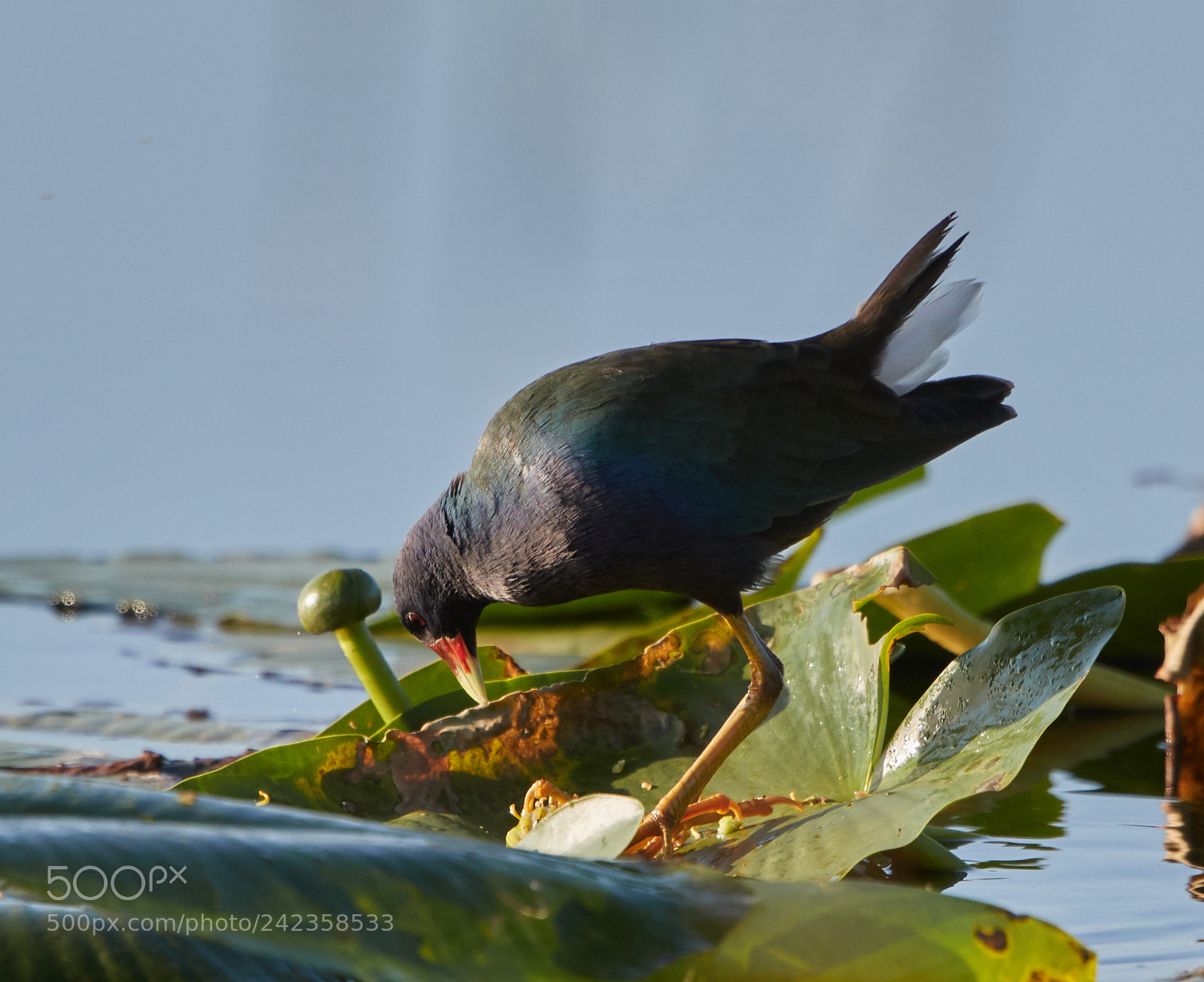 Canon EOS-1D X Mark II sample photo. 01-13-18-9278.jpg photography