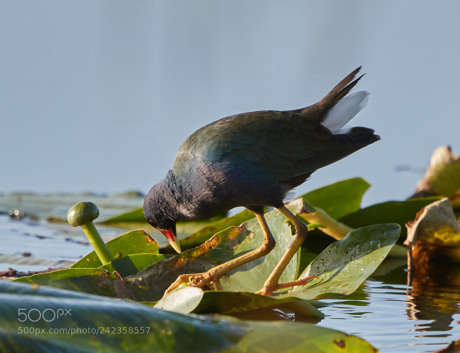 Canon EOS-1D X Mark II sample photo. 01-13-18-9284.jpg photography