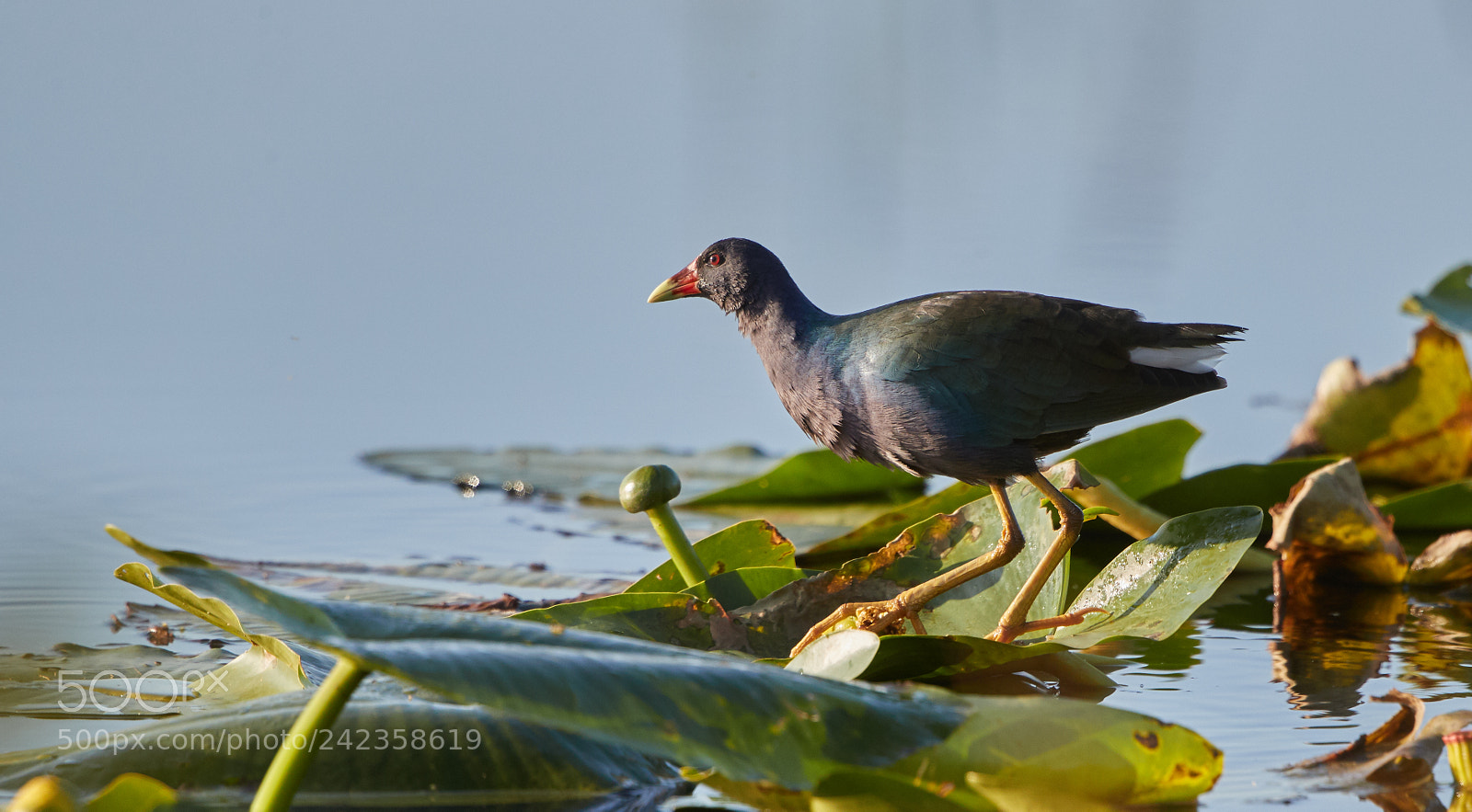 Canon EOS-1D X Mark II sample photo. 01-13-18-9285.jpg photography