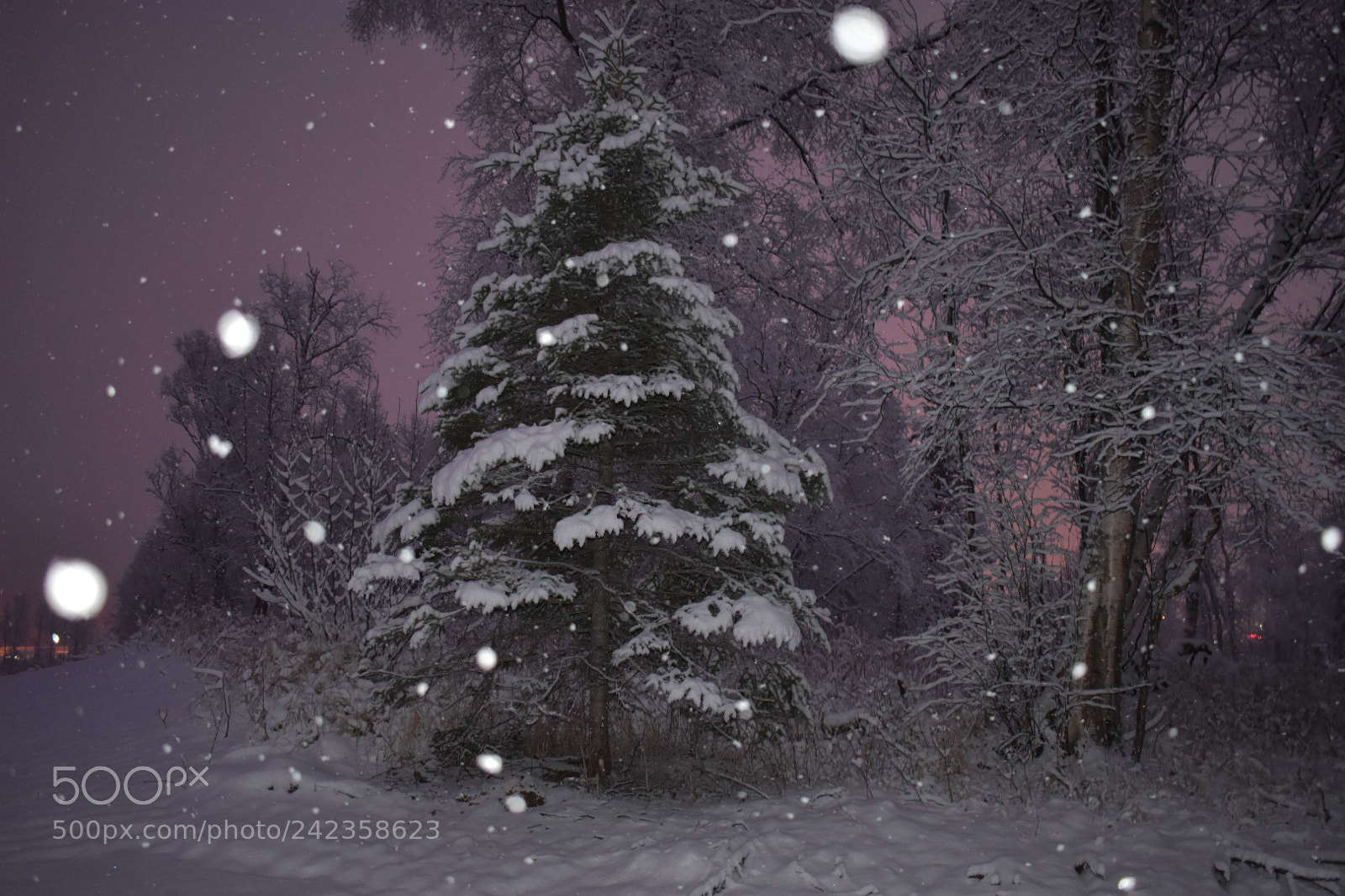 Nikon D3400 sample photo. Winter wonderland photography