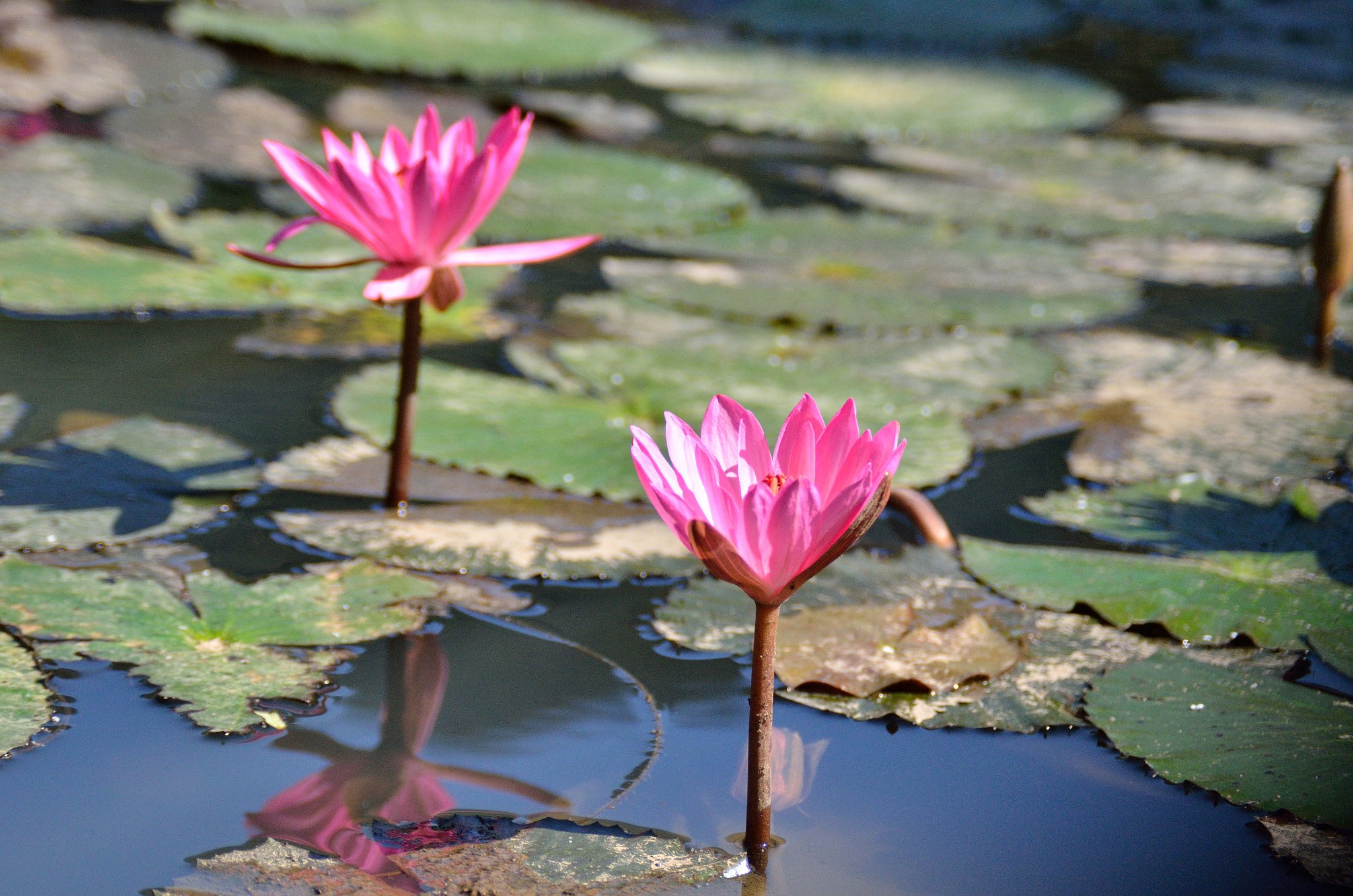 AF Zoom-Nikkor 28-105mm f/3.5-4.5D IF sample photo. Nymphaea stellata photography
