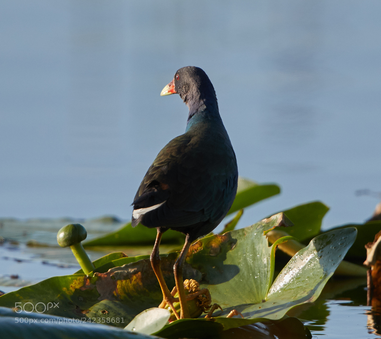 Canon EOS-1D X Mark II sample photo. 01-13-18-9294.jpg photography
