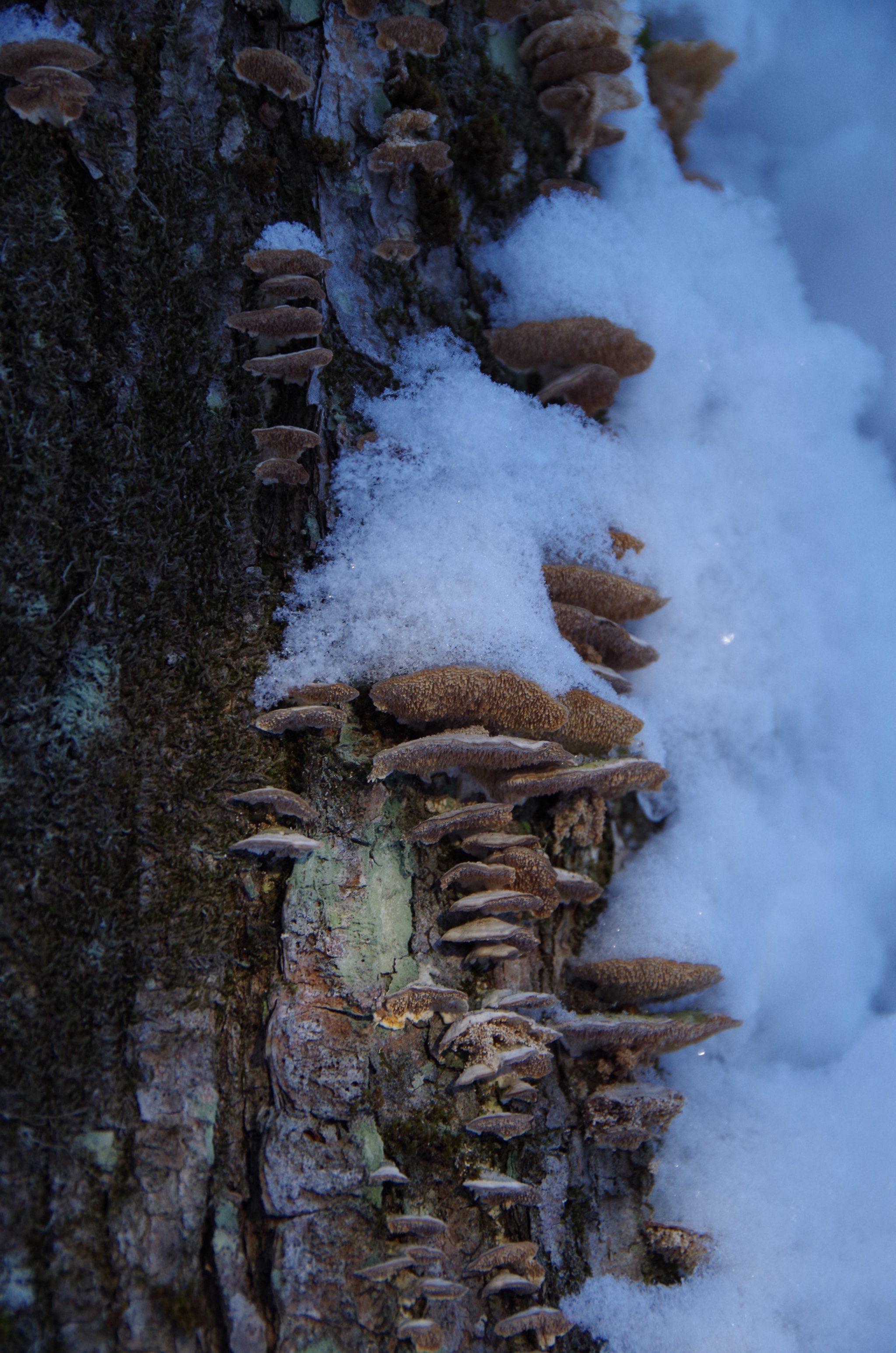 Pentax K-50 sample photo. It is a fungi world photography