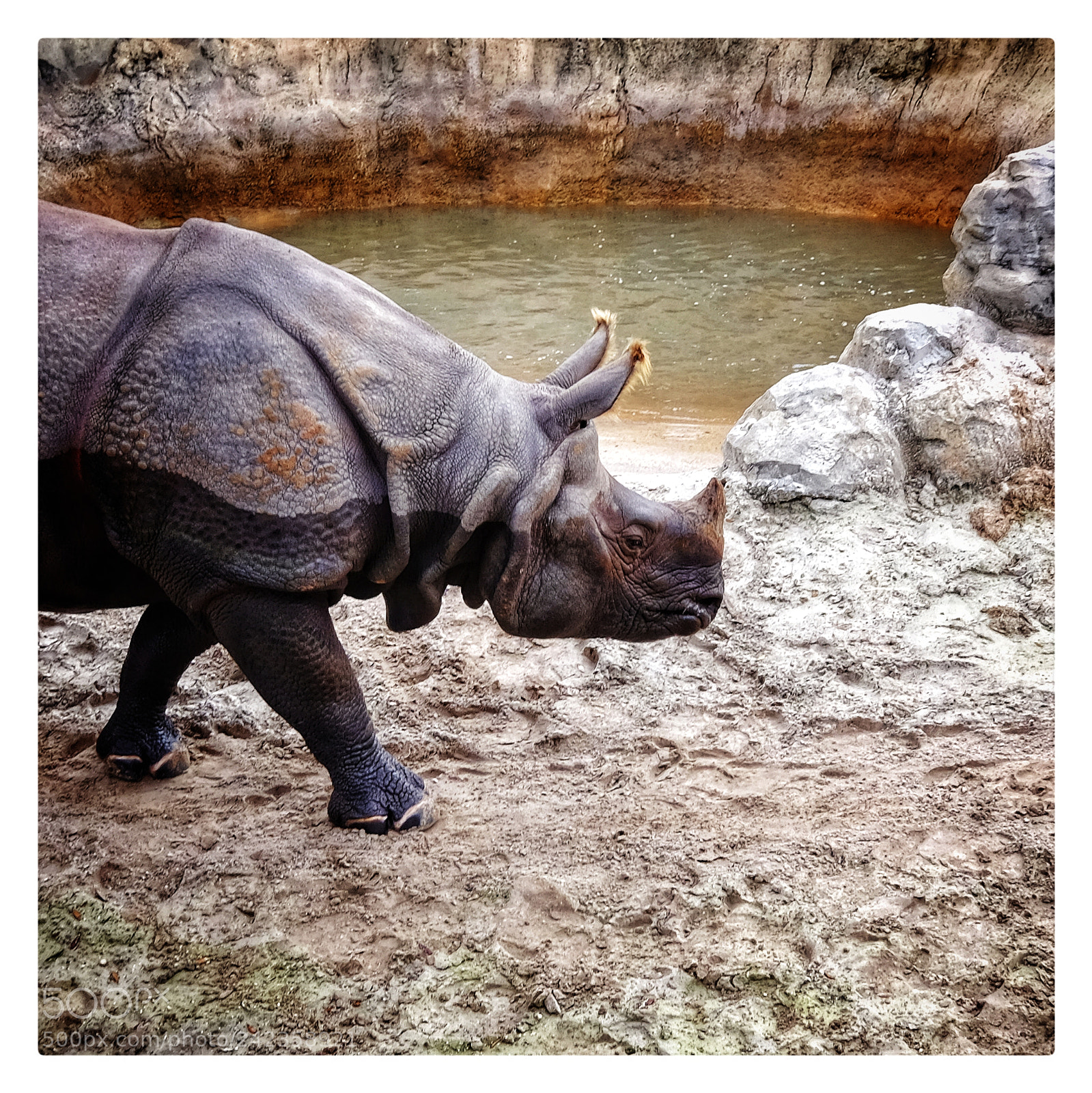 Fujifilm X70 sample photo. Happy hippo photography