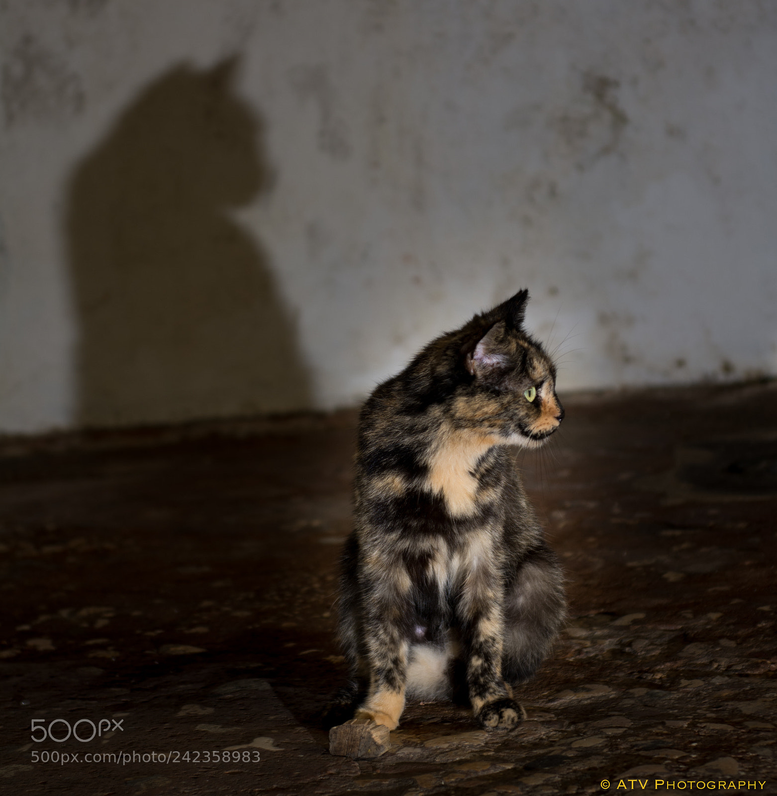 Nikon D7100 sample photo. Lonely cat photography