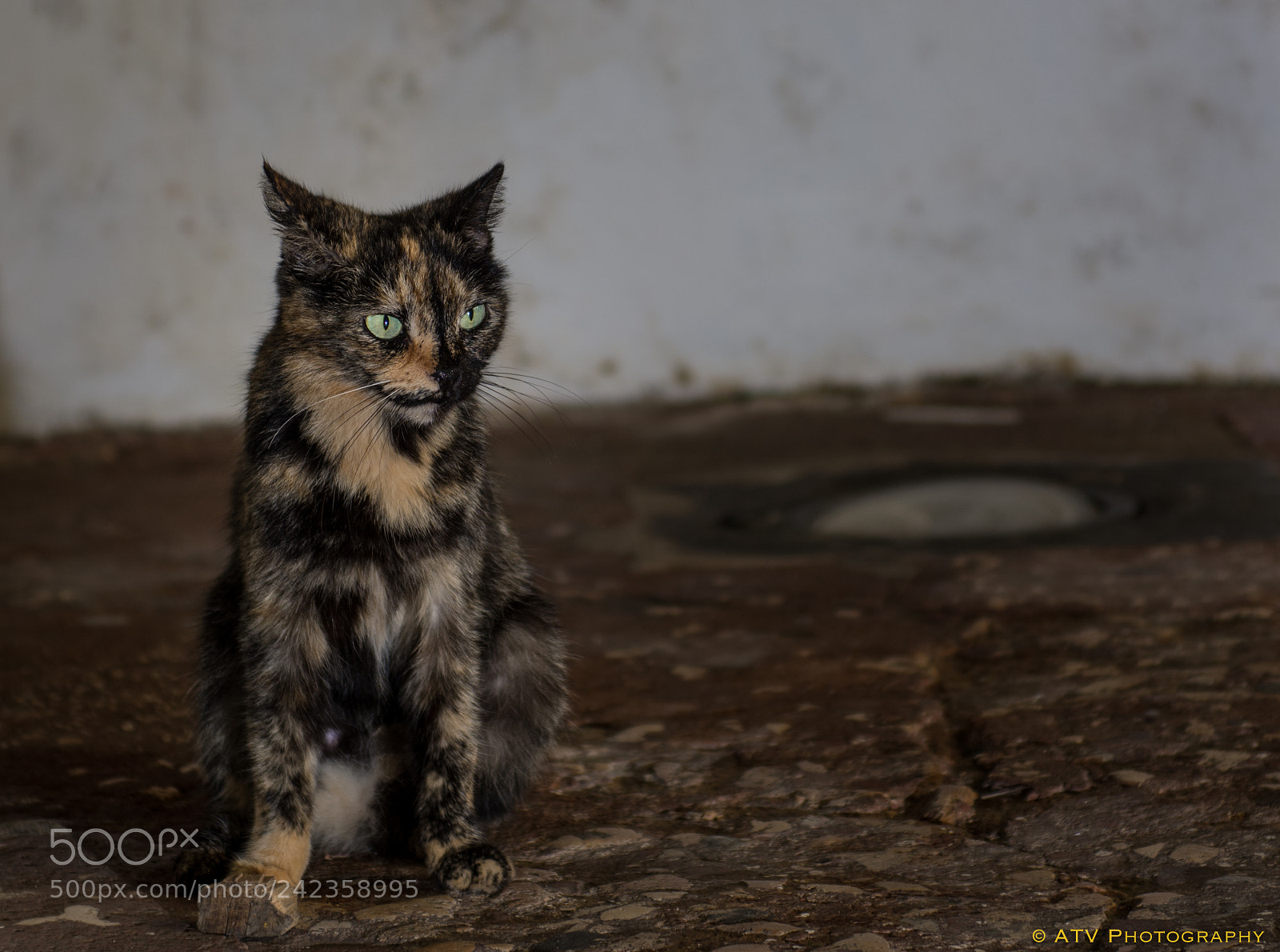 Nikon D7100 sample photo. Lonely cat photography