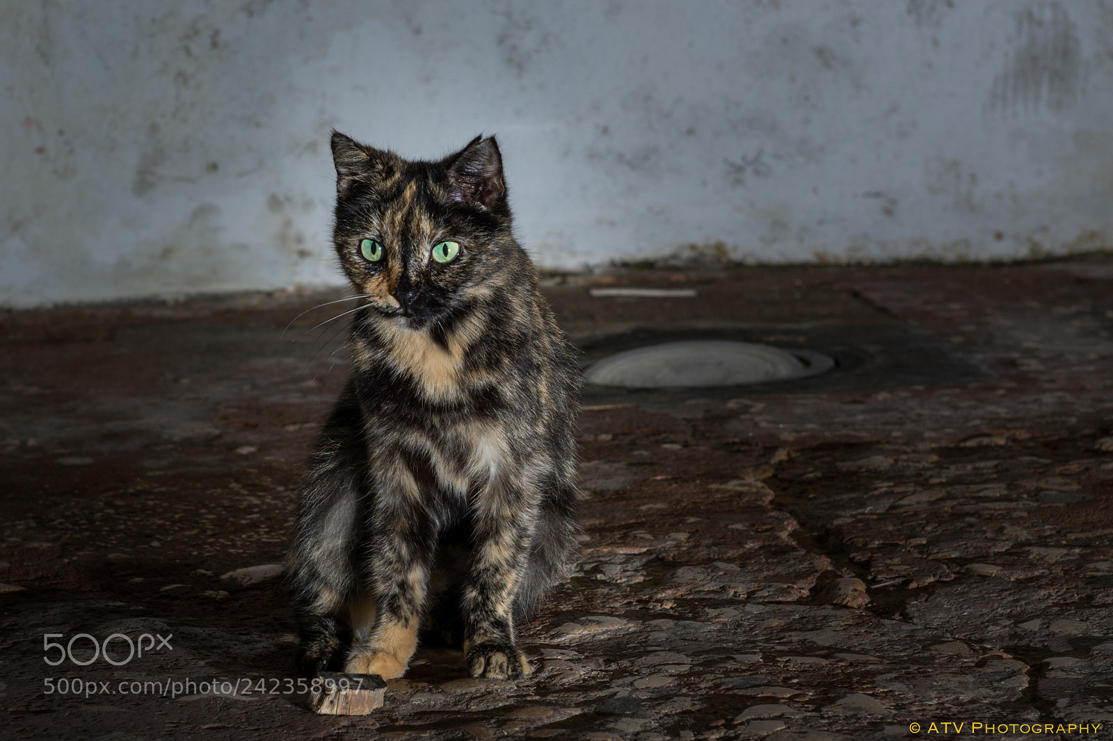 Nikon D7100 sample photo. Lonely cat photography