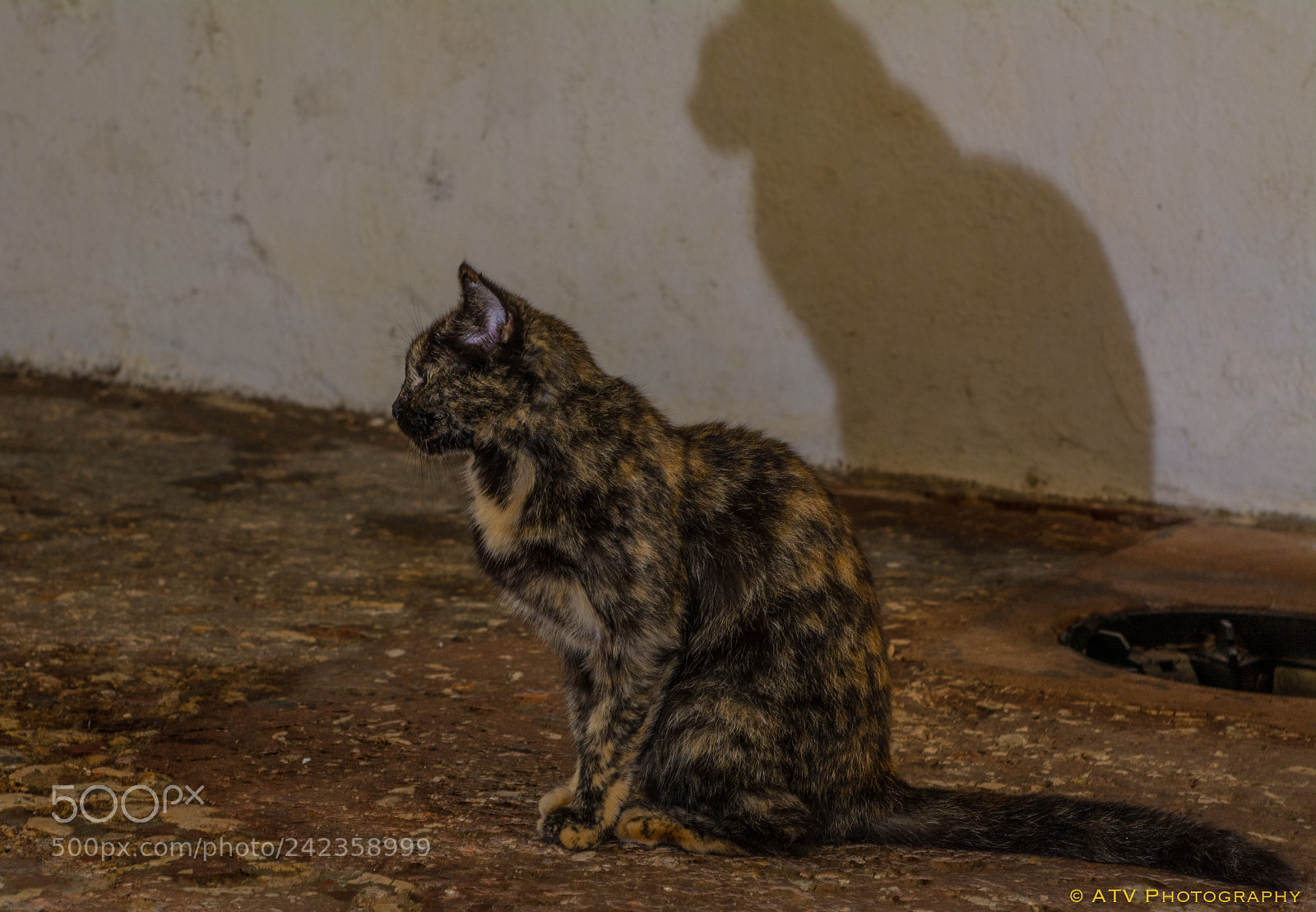 Nikon D7100 sample photo. Lonely cat photography