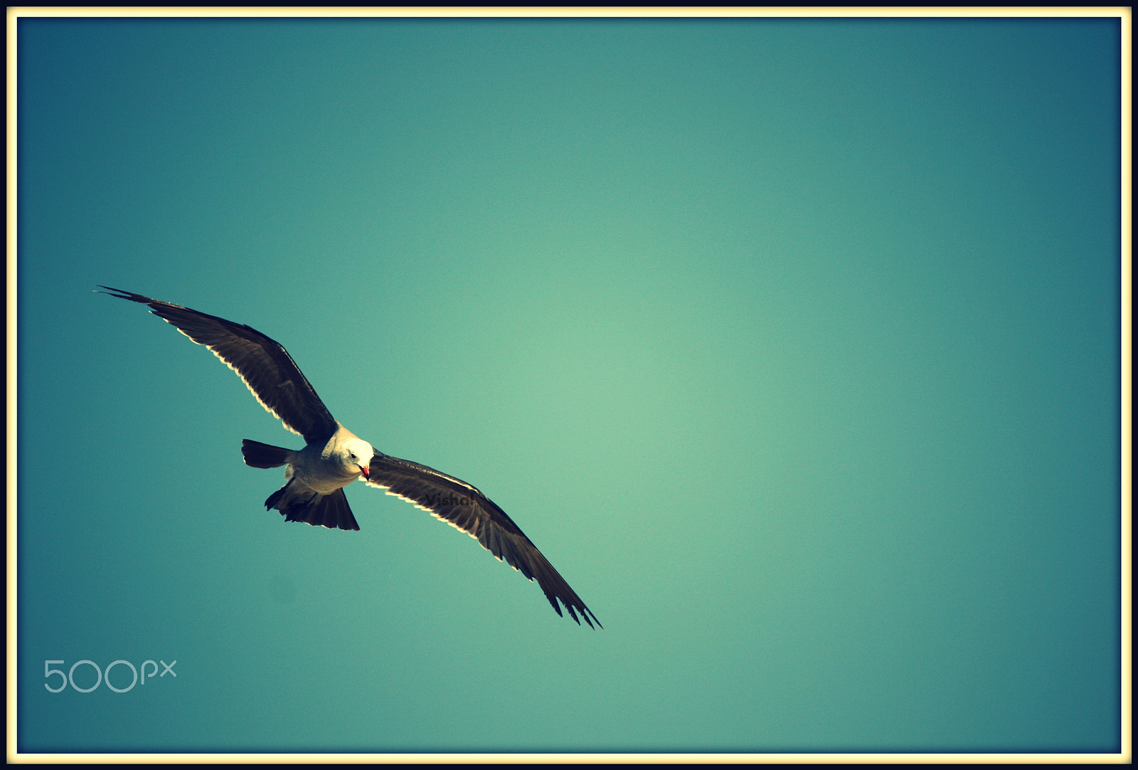 Canon EF-S 55-250mm F4-5.6 IS sample photo. Fly high fly free !!! photography