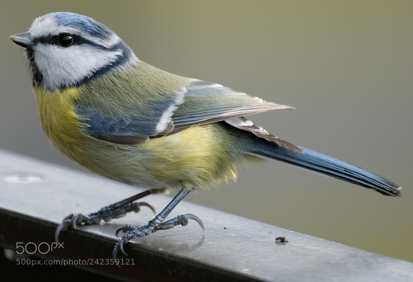Fujifilm X-T2 sample photo. My bluetit photography
