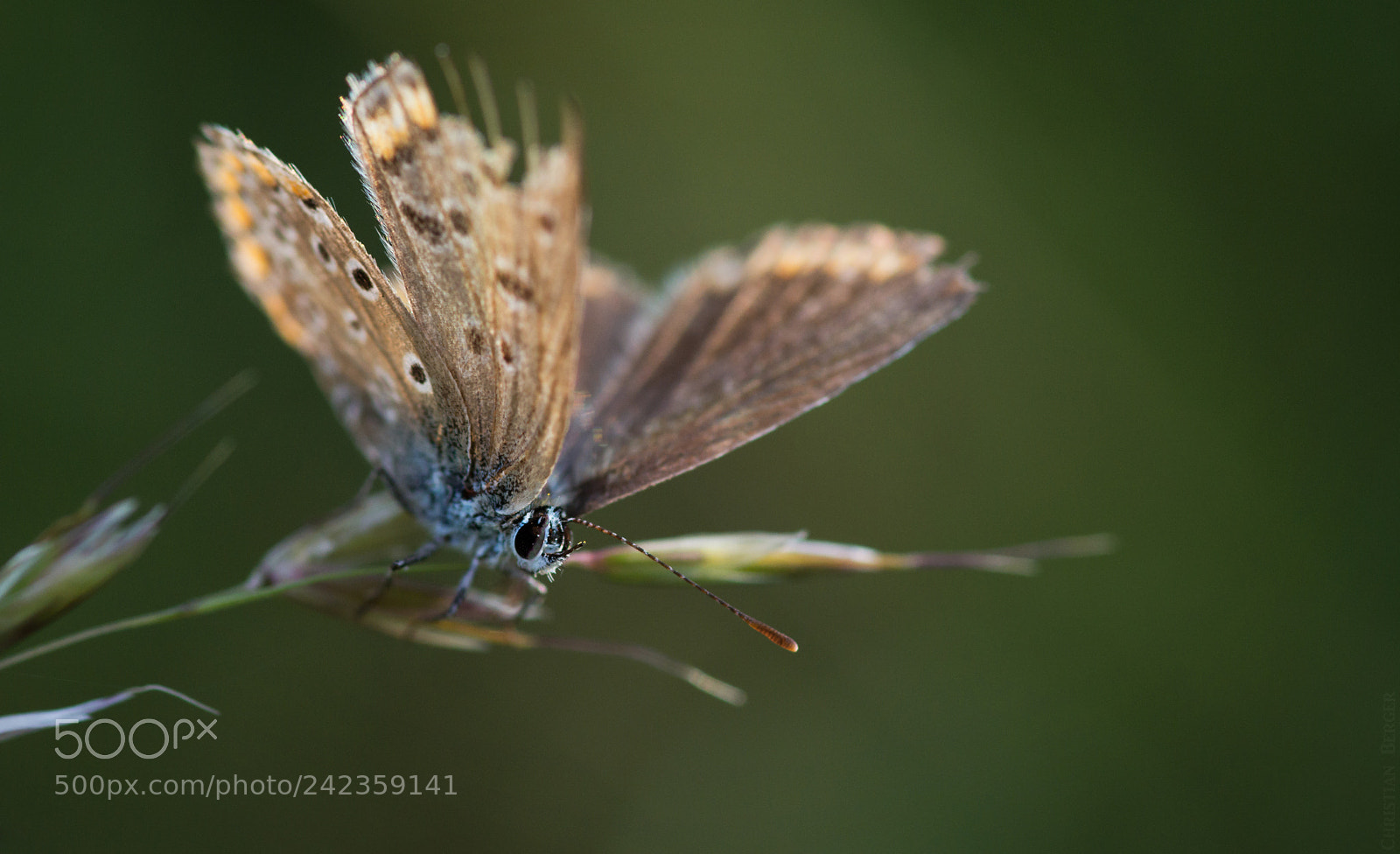 Nikon D7100 sample photo. Butterfly photography
