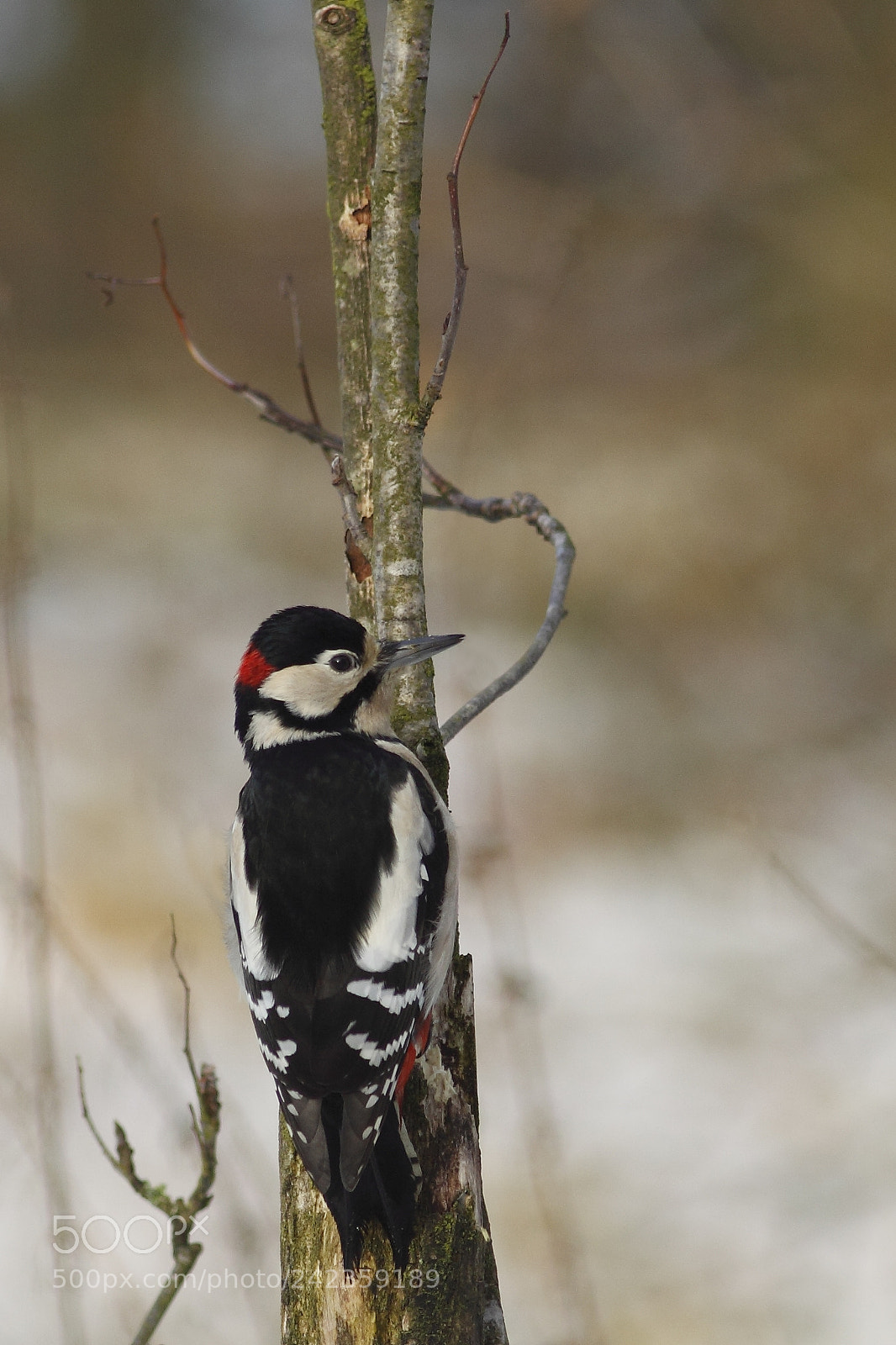 Canon EOS 50D sample photo. Woodpecker photography