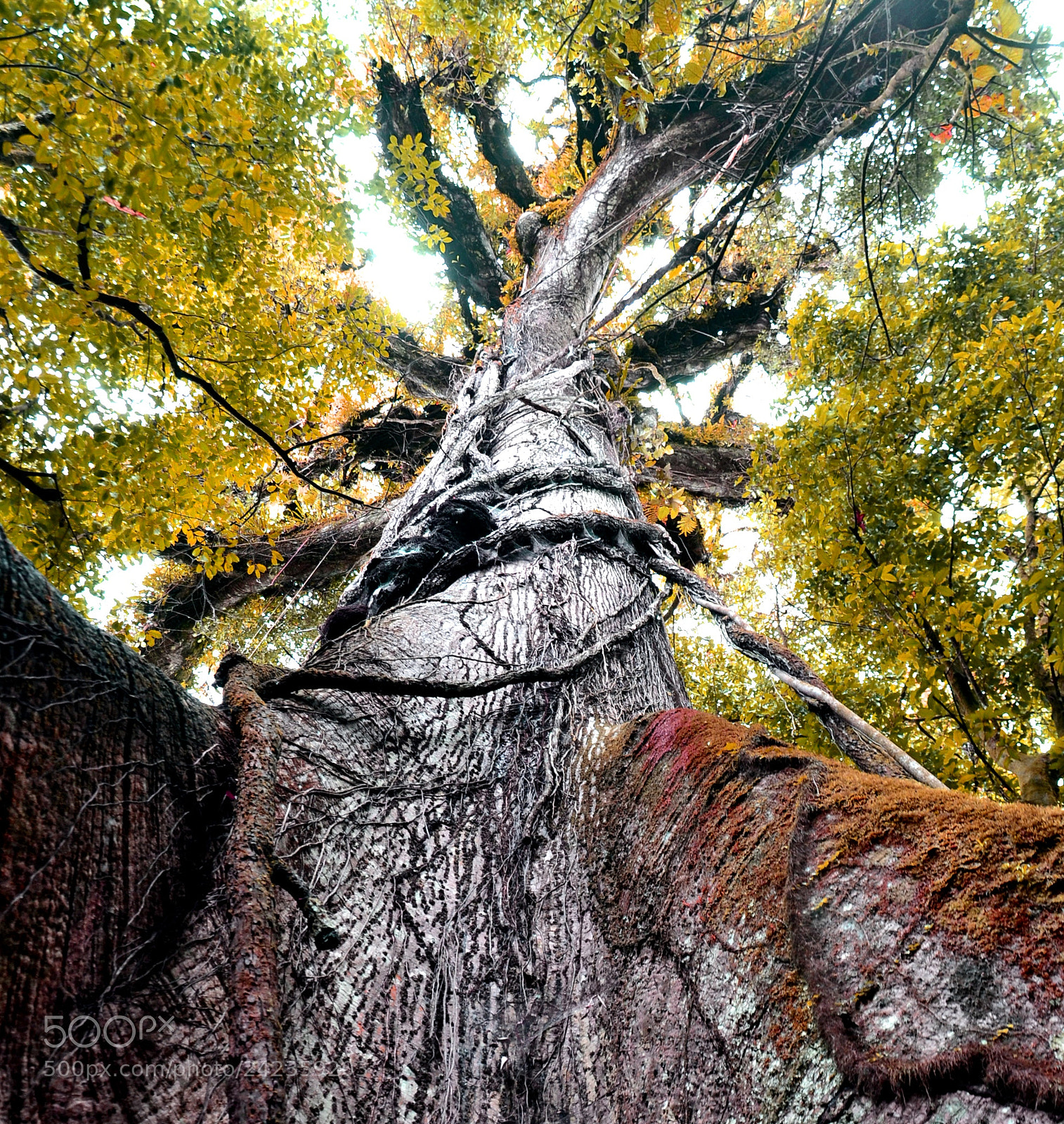 Nikon D3100 sample photo. Old-growth tree photography