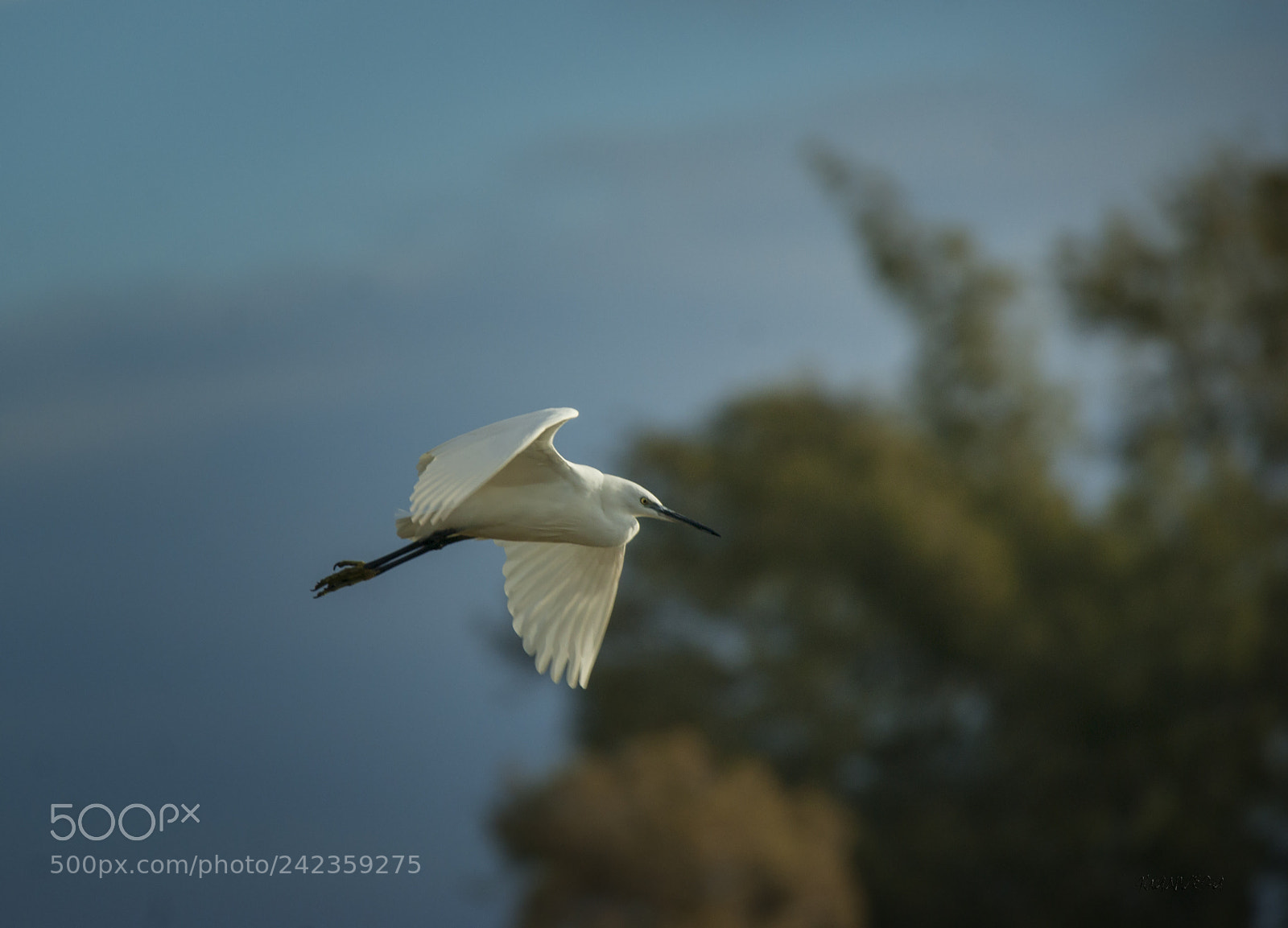 Sony Alpha DSLR-A290 sample photo. Garceta photography