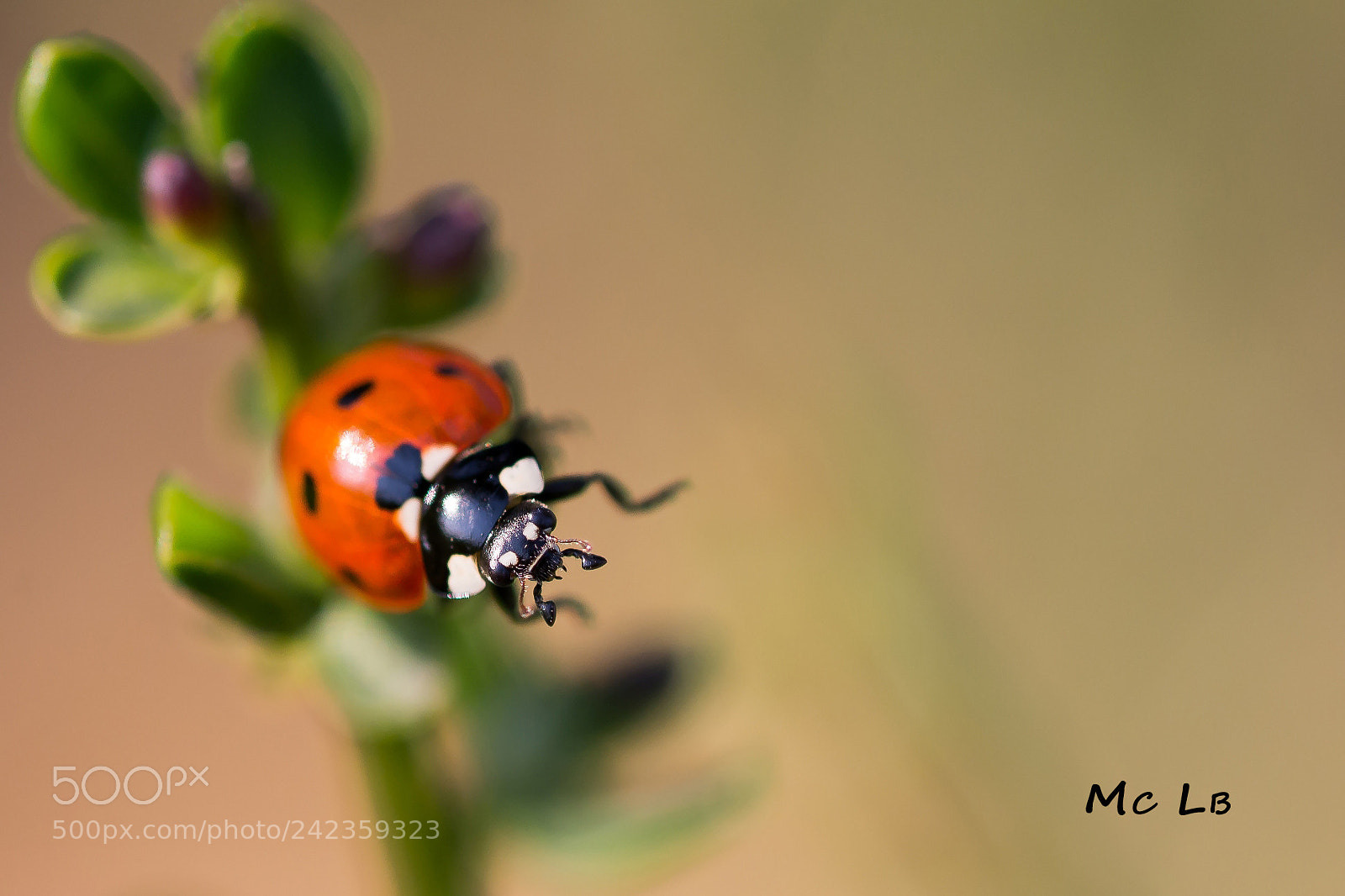 Nikon D7100 sample photo. Coccinelle photography