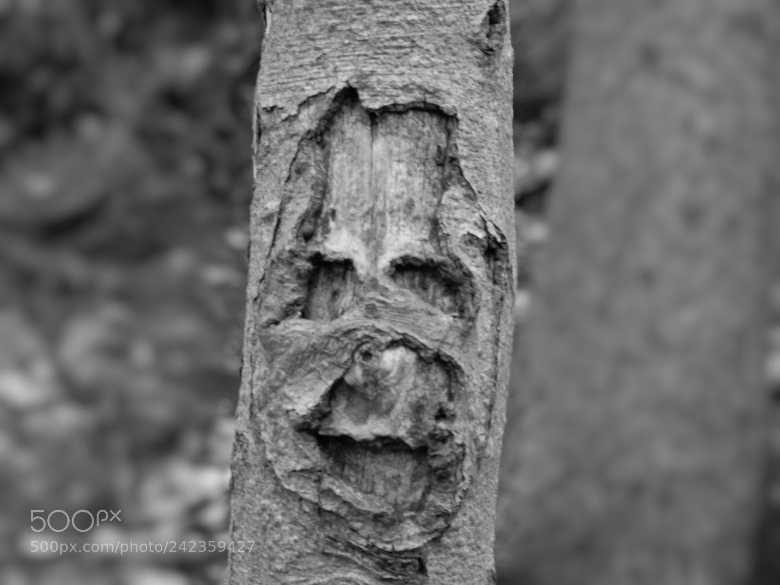 Panasonic Lumix DC-G9 sample photo. Tree with mask photography