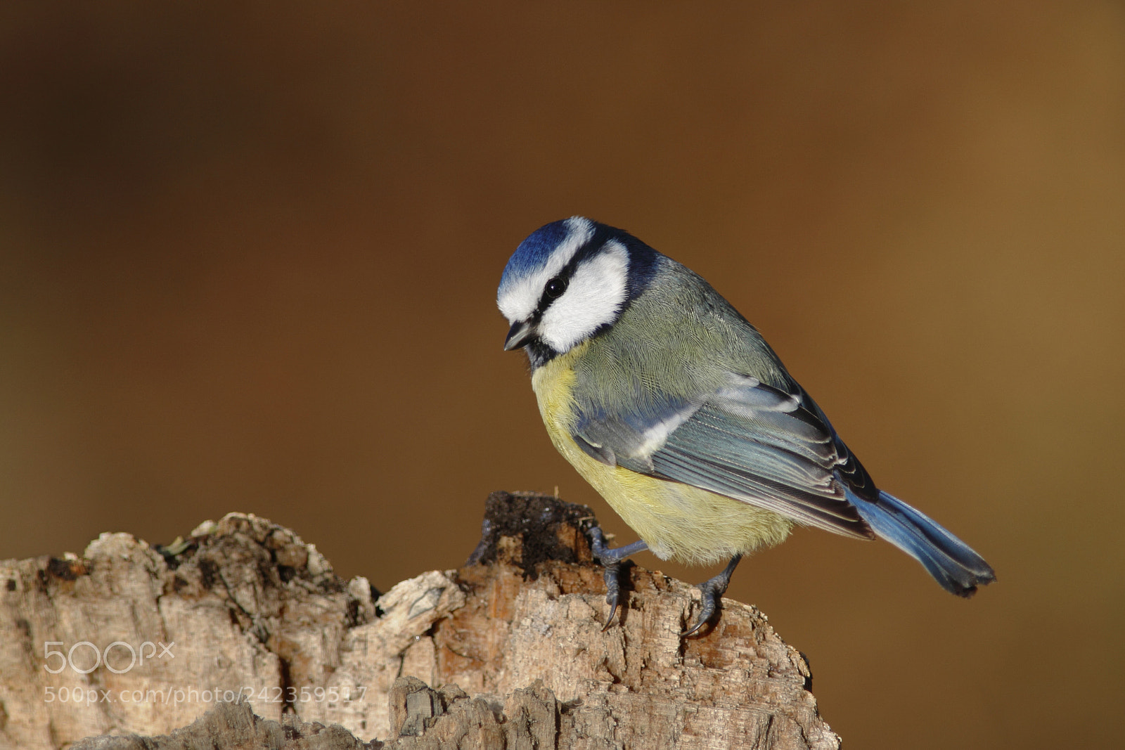 Canon EOS 50D sample photo. Bluetit photography