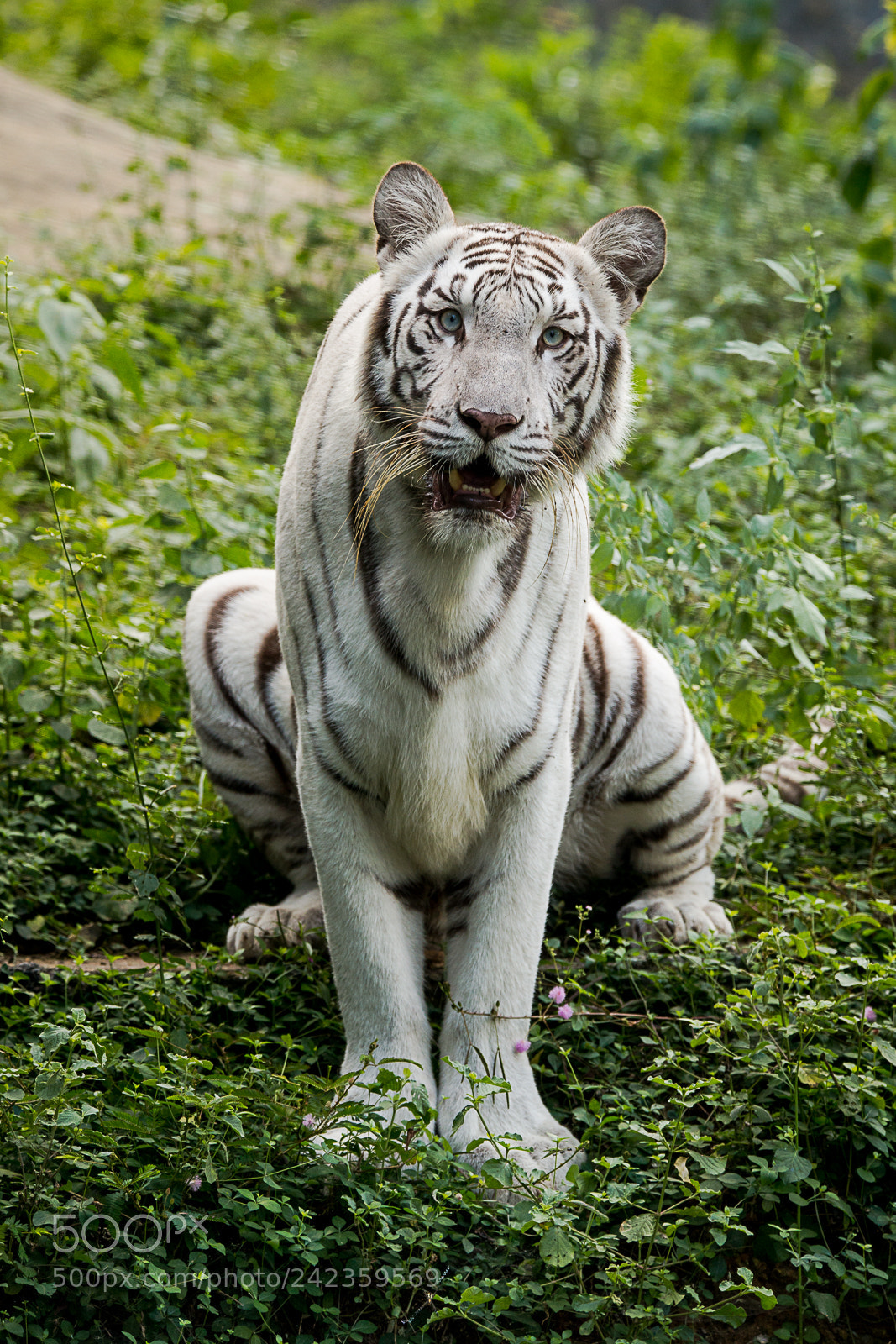 Sony a99 II sample photo. White tiger photography