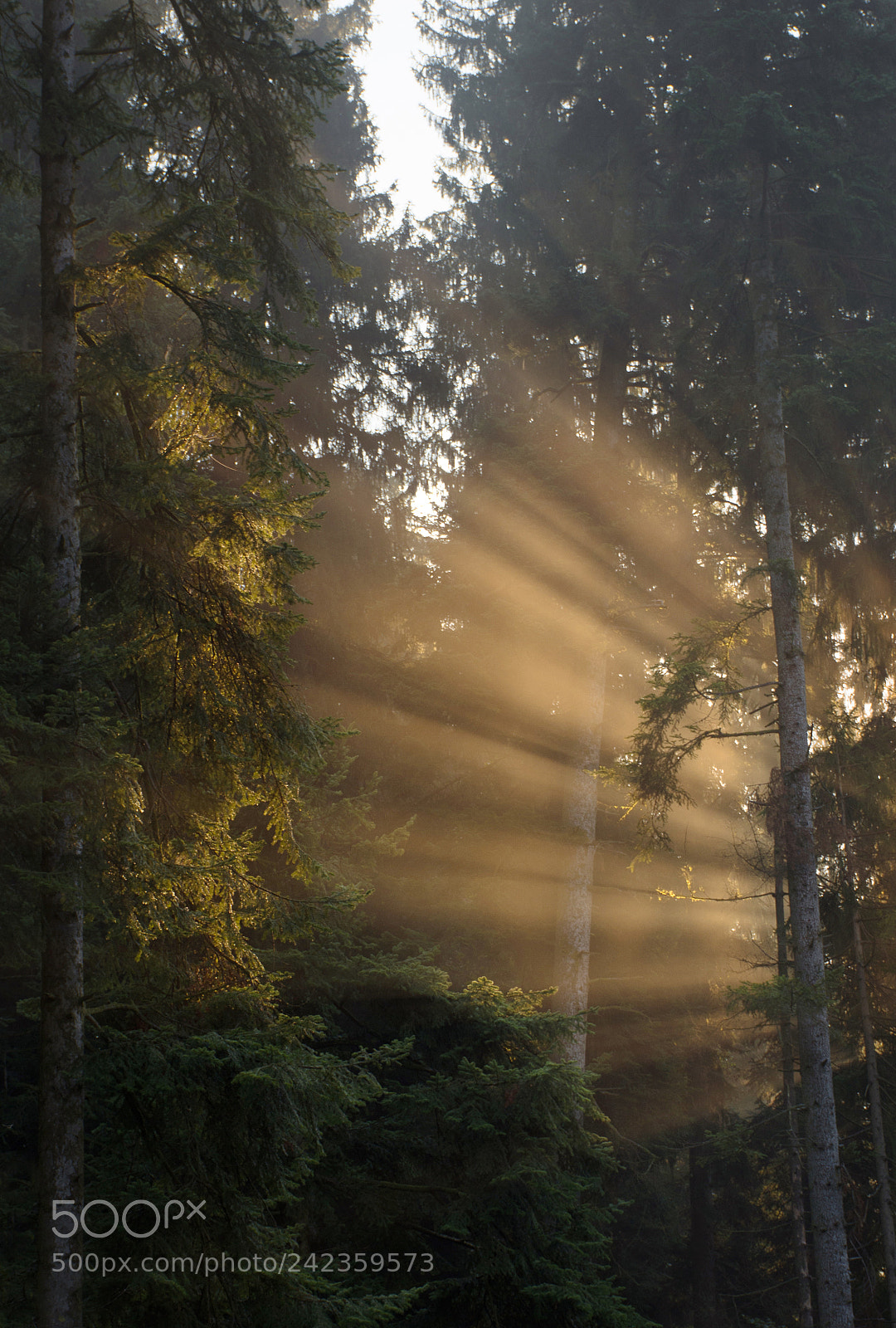 Nikon D7200 sample photo. Morning rays photography