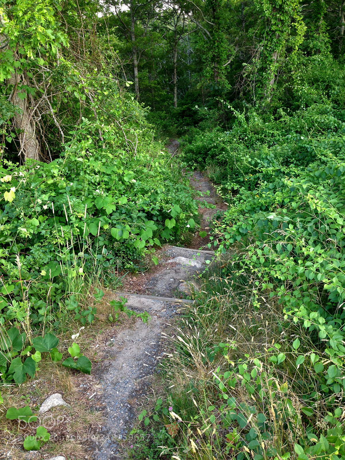 Apple iPhone 4S sample photo. Up around the bend photography