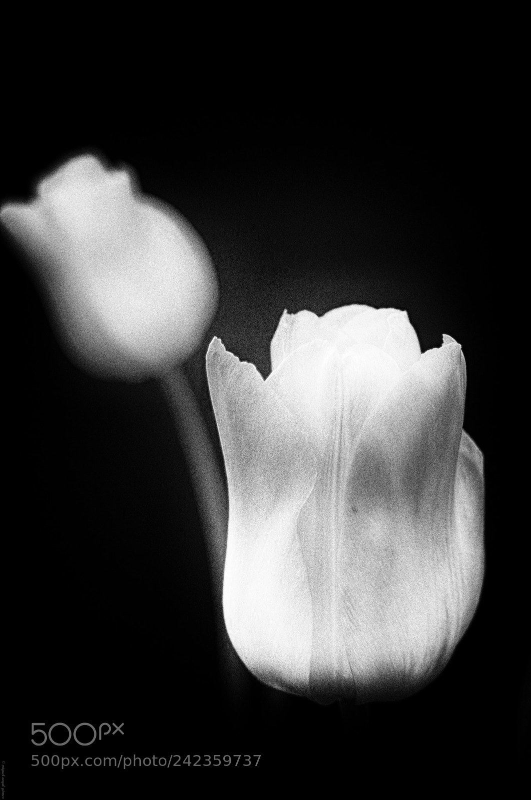 Sony Alpha DSLR-A330 sample photo. 2011_tulip_20 photography