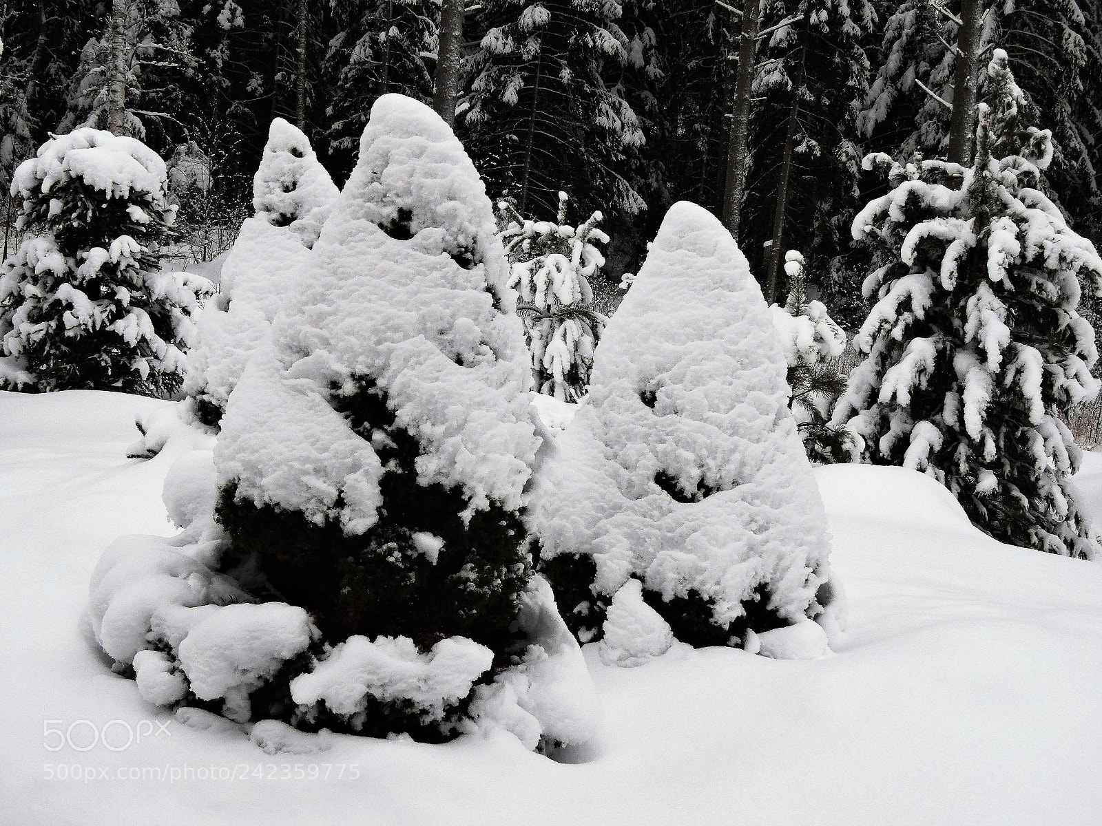 Nikon Coolpix P600 sample photo. Heavy snow on the photography