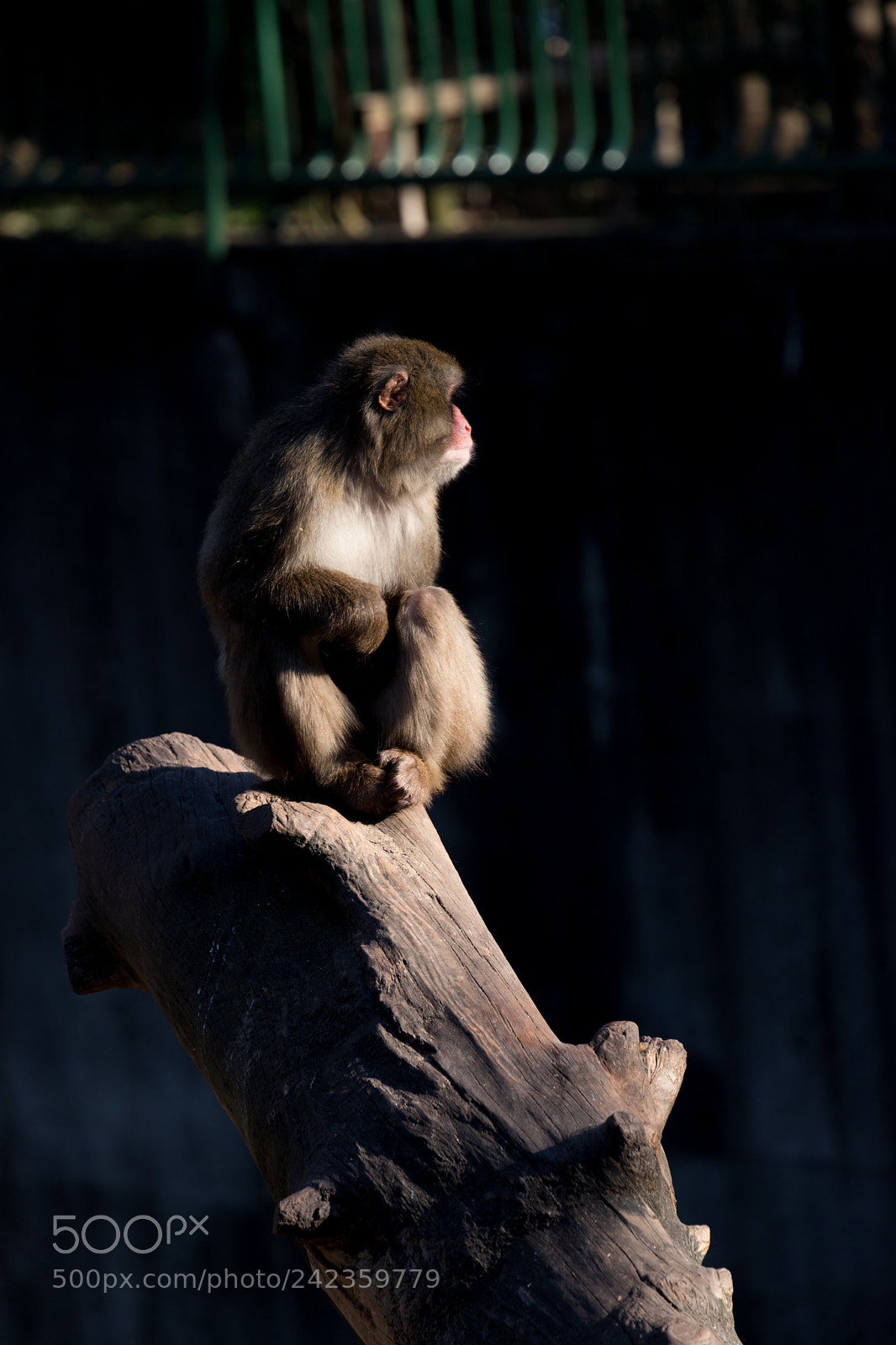 Canon EOS 6D Mark II sample photo. Monkey photography