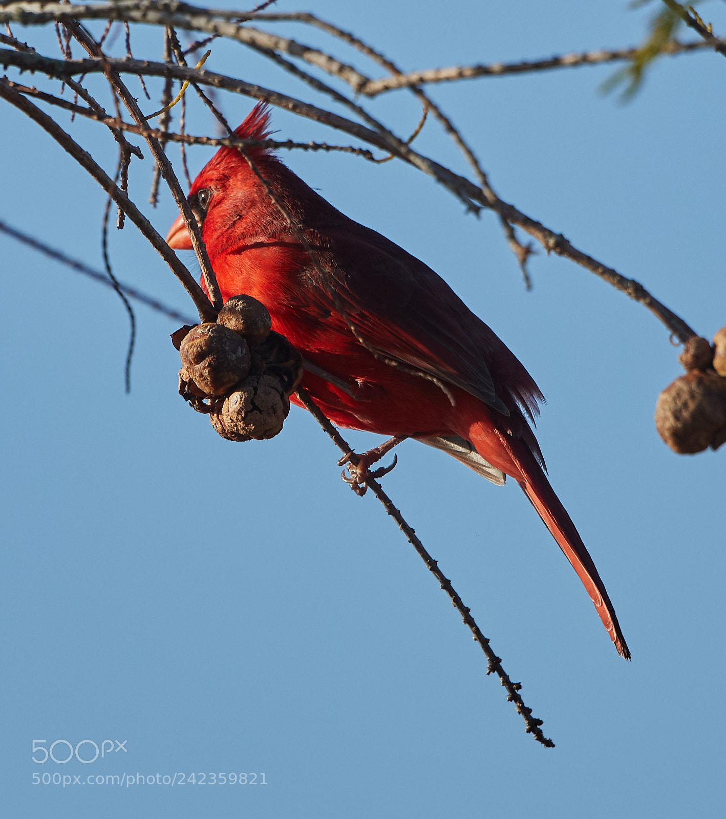 Canon EOS-1D X Mark II sample photo. 01-13-18-9204.jpg photography