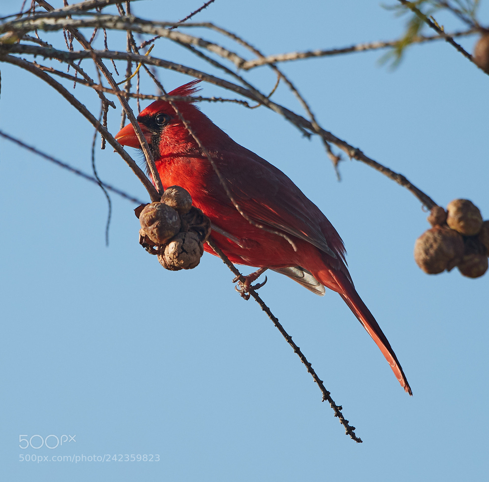 Canon EOS-1D X Mark II sample photo. 01-13-18-9205.jpg photography