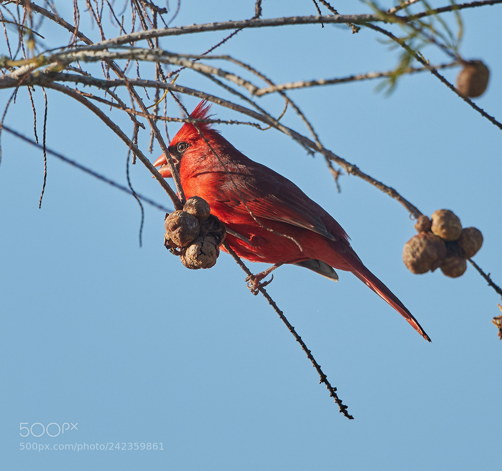 Canon EOS-1D X Mark II sample photo. 01-13-18-9202.jpg photography