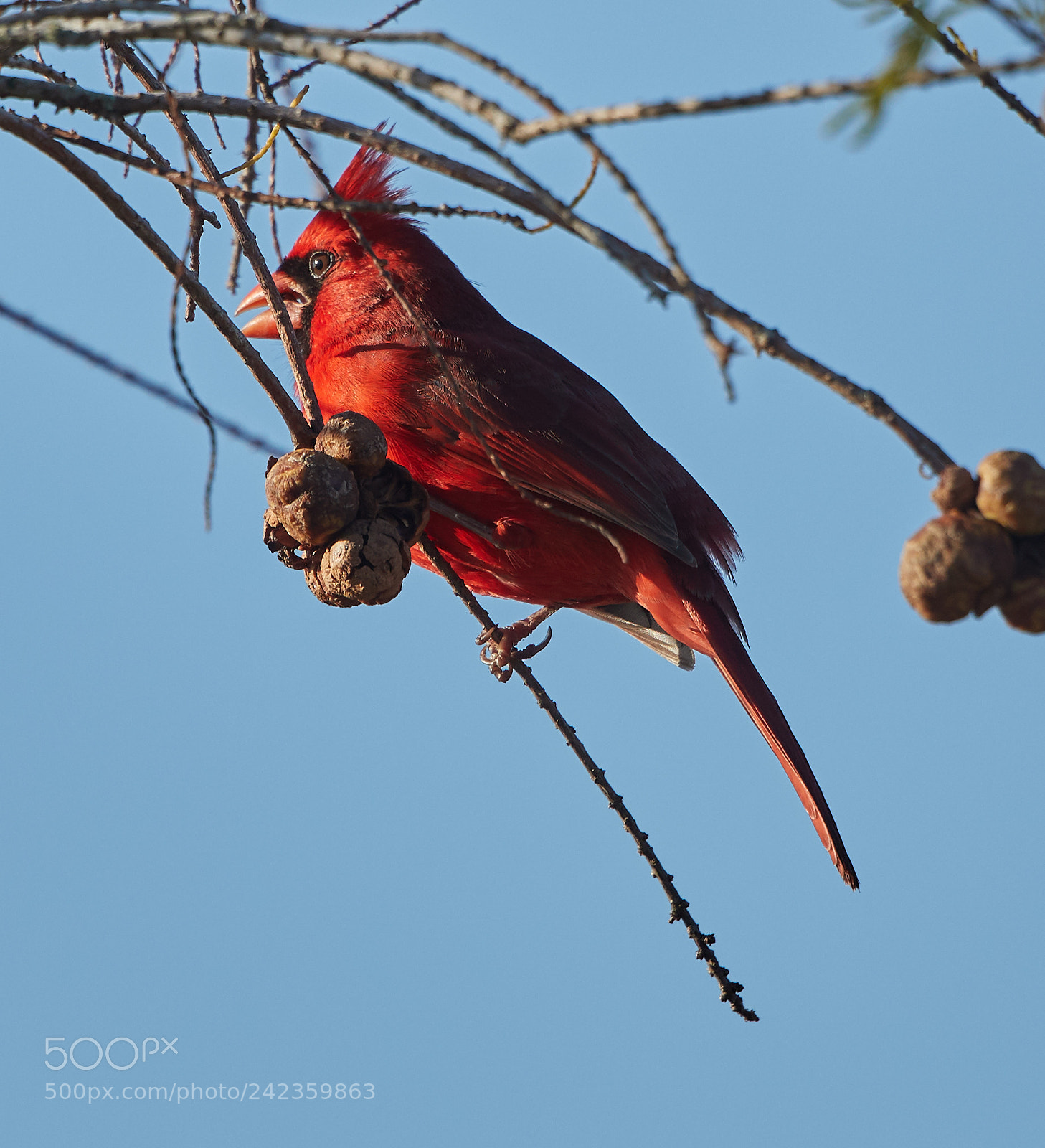 Canon EOS-1D X Mark II sample photo. 01-13-18-9201.jpg photography