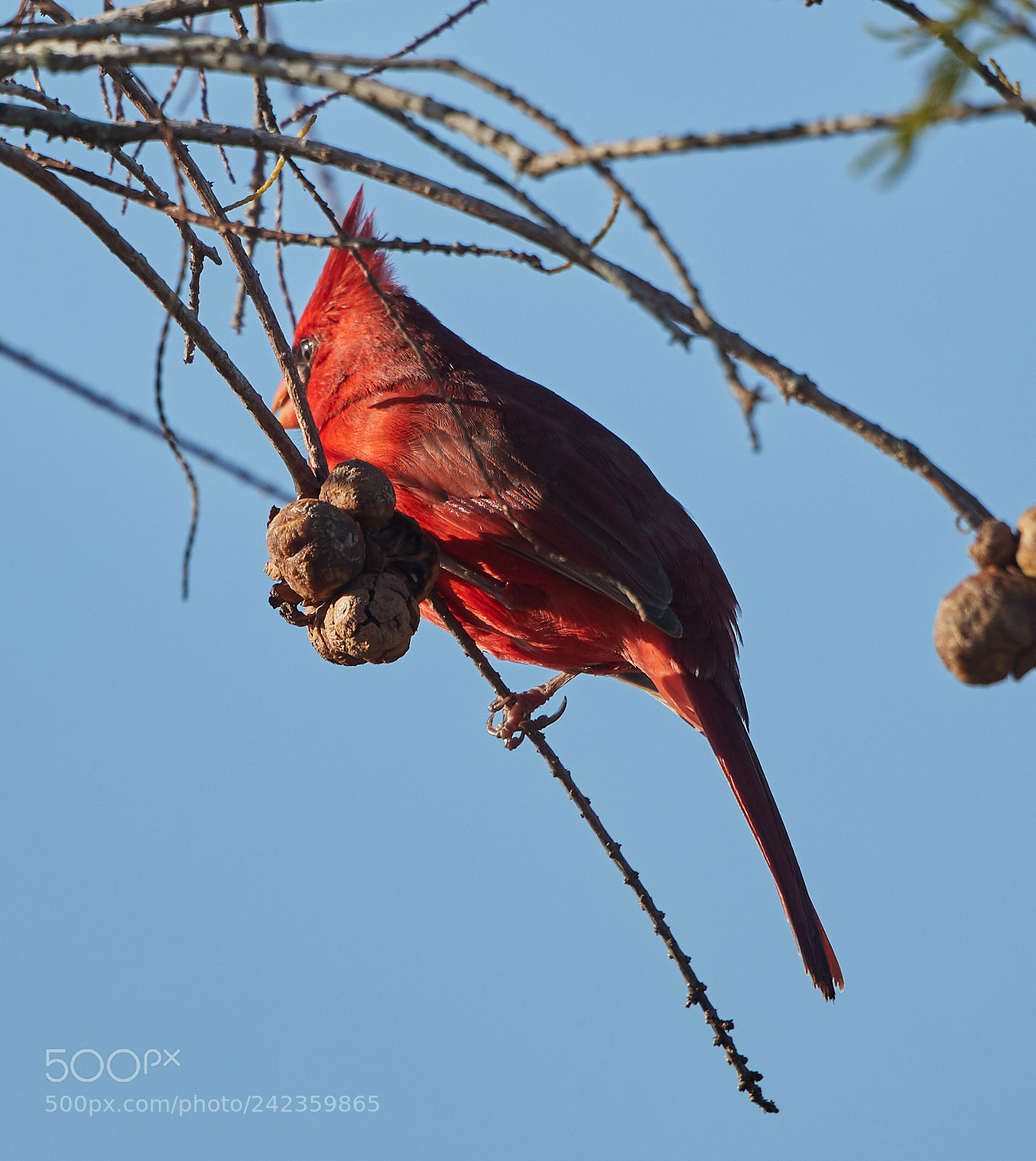Canon EOS-1D X Mark II sample photo. 01-13-18-9197.jpg photography
