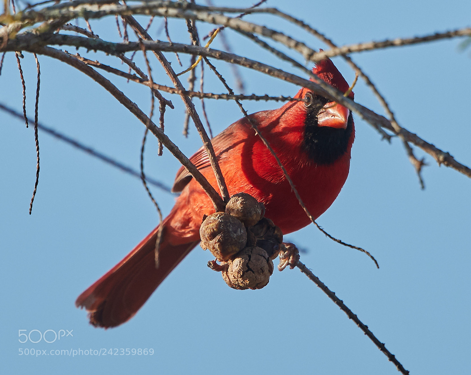 Canon EOS-1D X Mark II sample photo. 01-13-18-9195.jpg photography