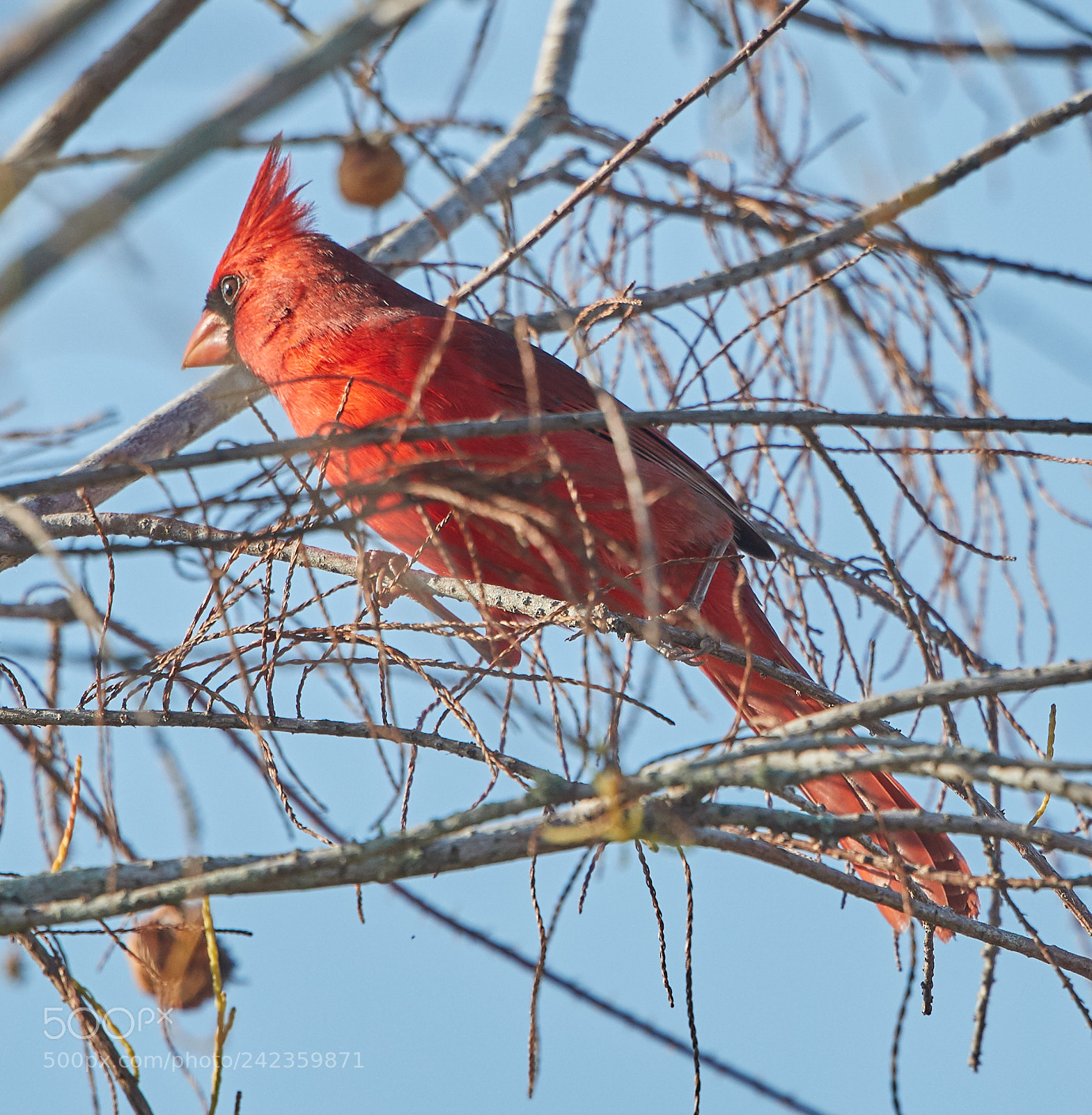Canon EOS-1D X Mark II sample photo. 01-13-18-9193.jpg photography