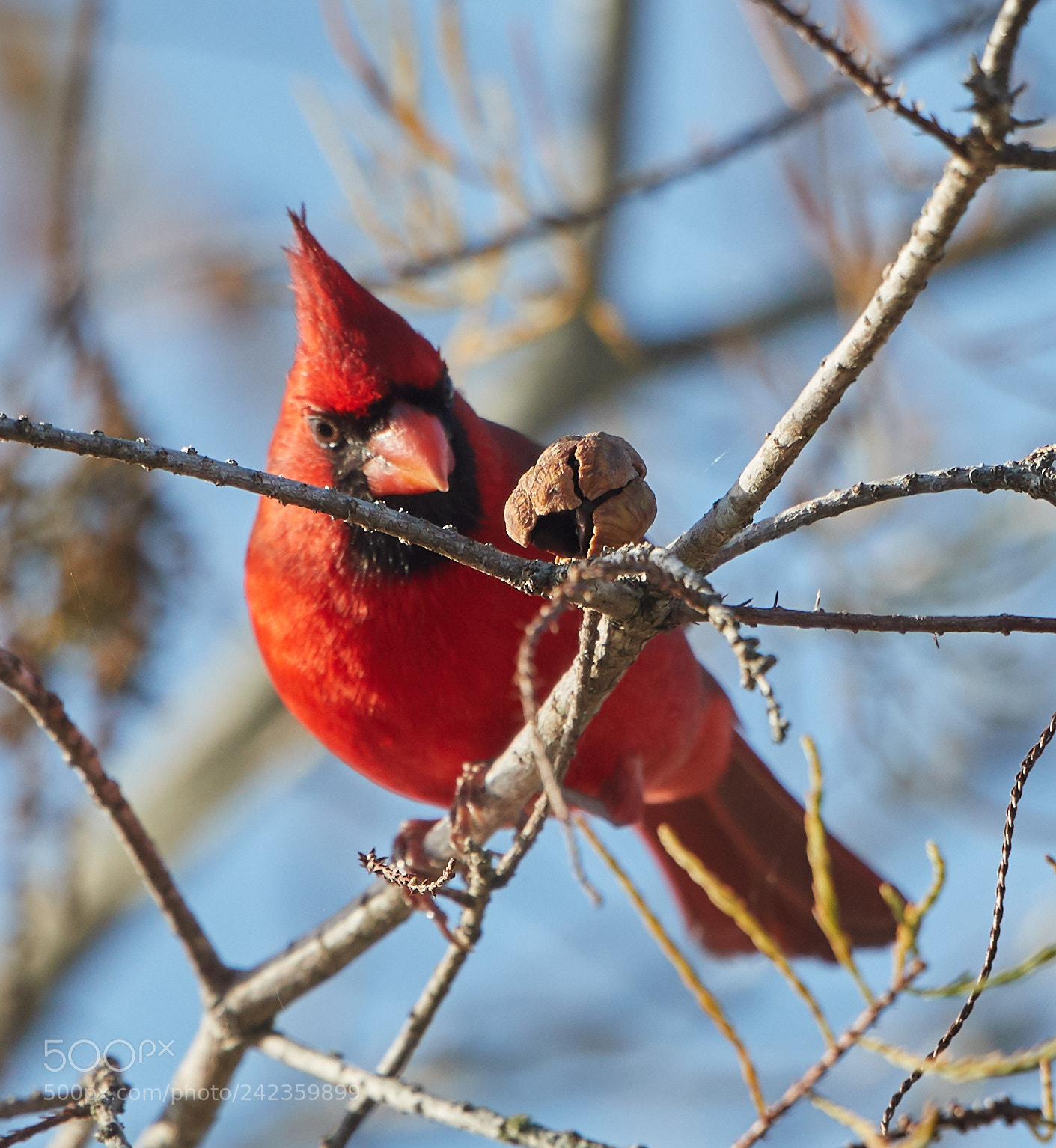 Canon EOS-1D X Mark II sample photo. 01-13-18-9192.jpg photography