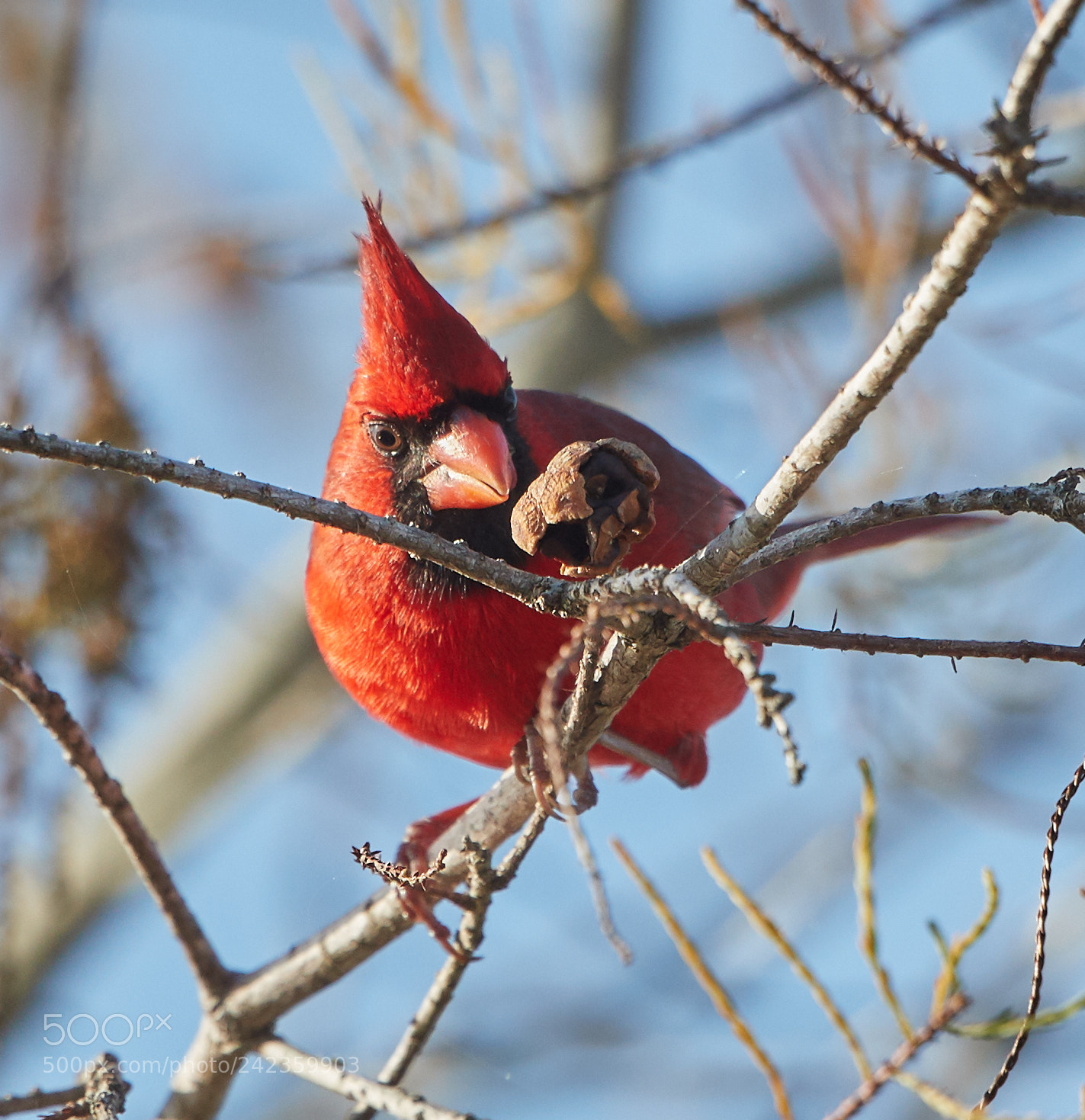 Canon EOS-1D X Mark II sample photo. 01-13-18-9190.jpg photography