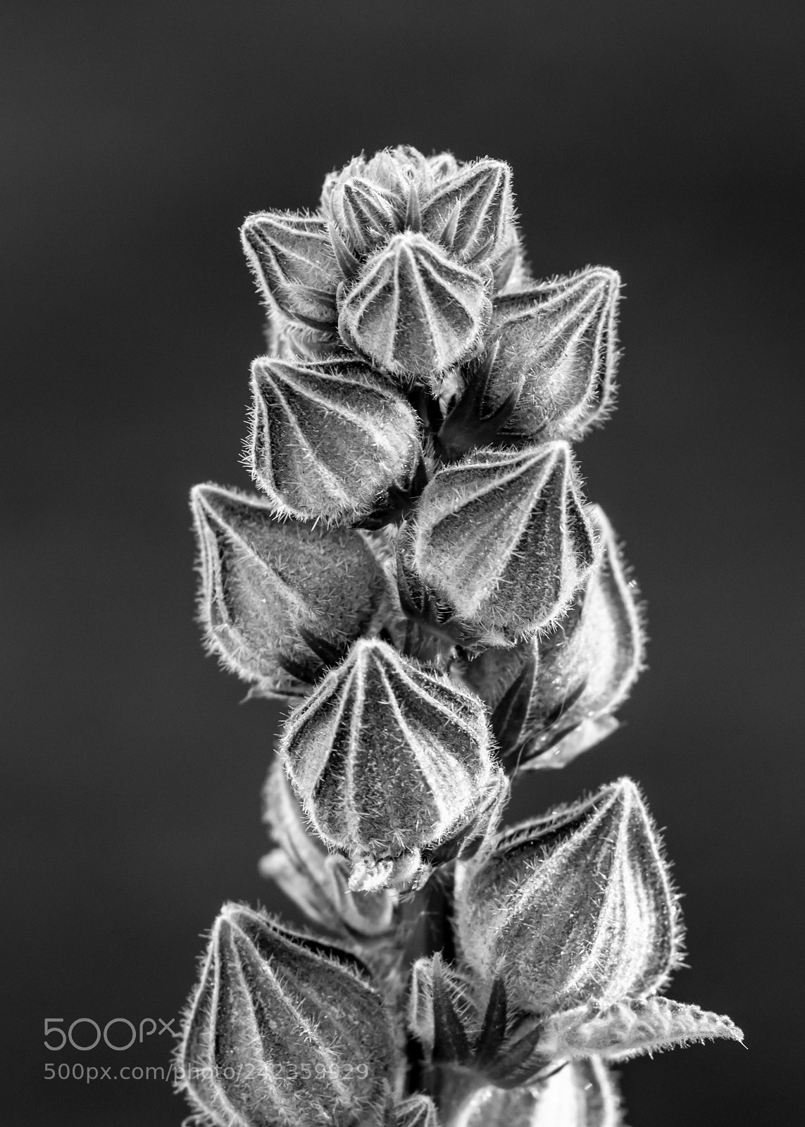 Nikon D7100 sample photo. Flower buds photography