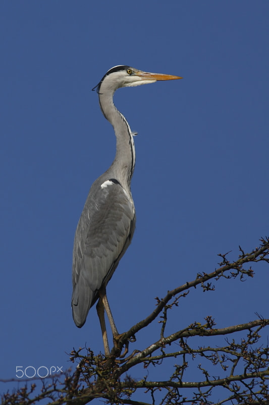 Canon EF 300mm f/4L + 1.4x sample photo. Heron photography