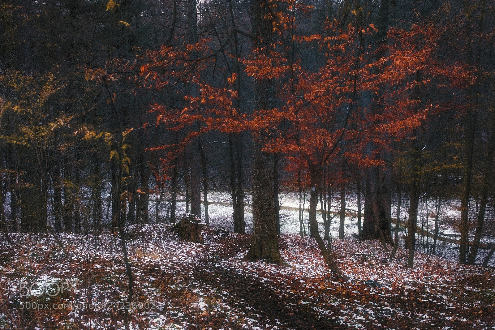 Nikon D7200 sample photo. Winter signs photography