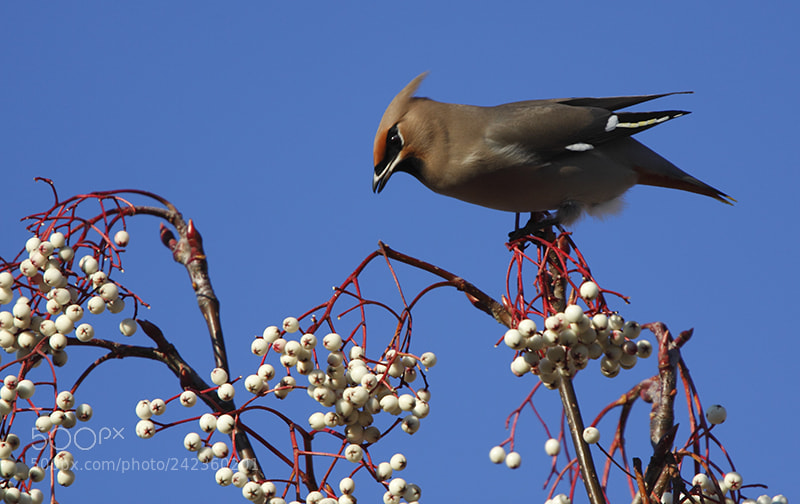 Canon EOS 50D sample photo. Waxwing photography
