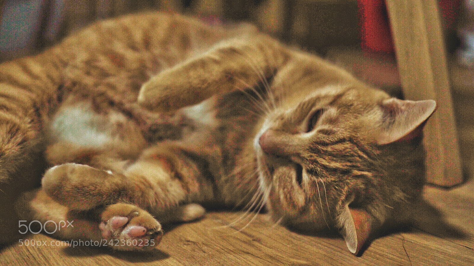 Olympus PEN E-PL7 sample photo. Lonely cat photography