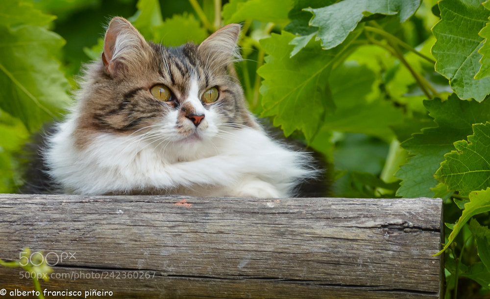 Nikon D3200 sample photo. Untitled photography