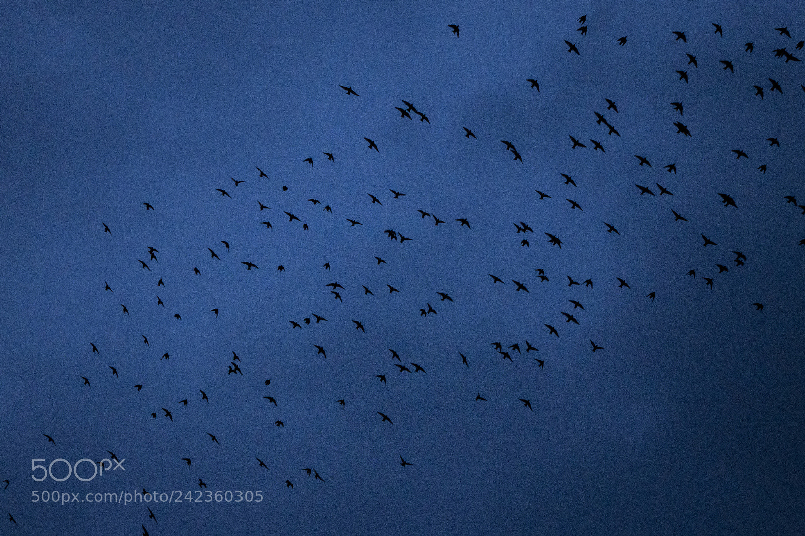 Sony Cyber-shot DSC-RX10 II sample photo. Starlings over poole photography