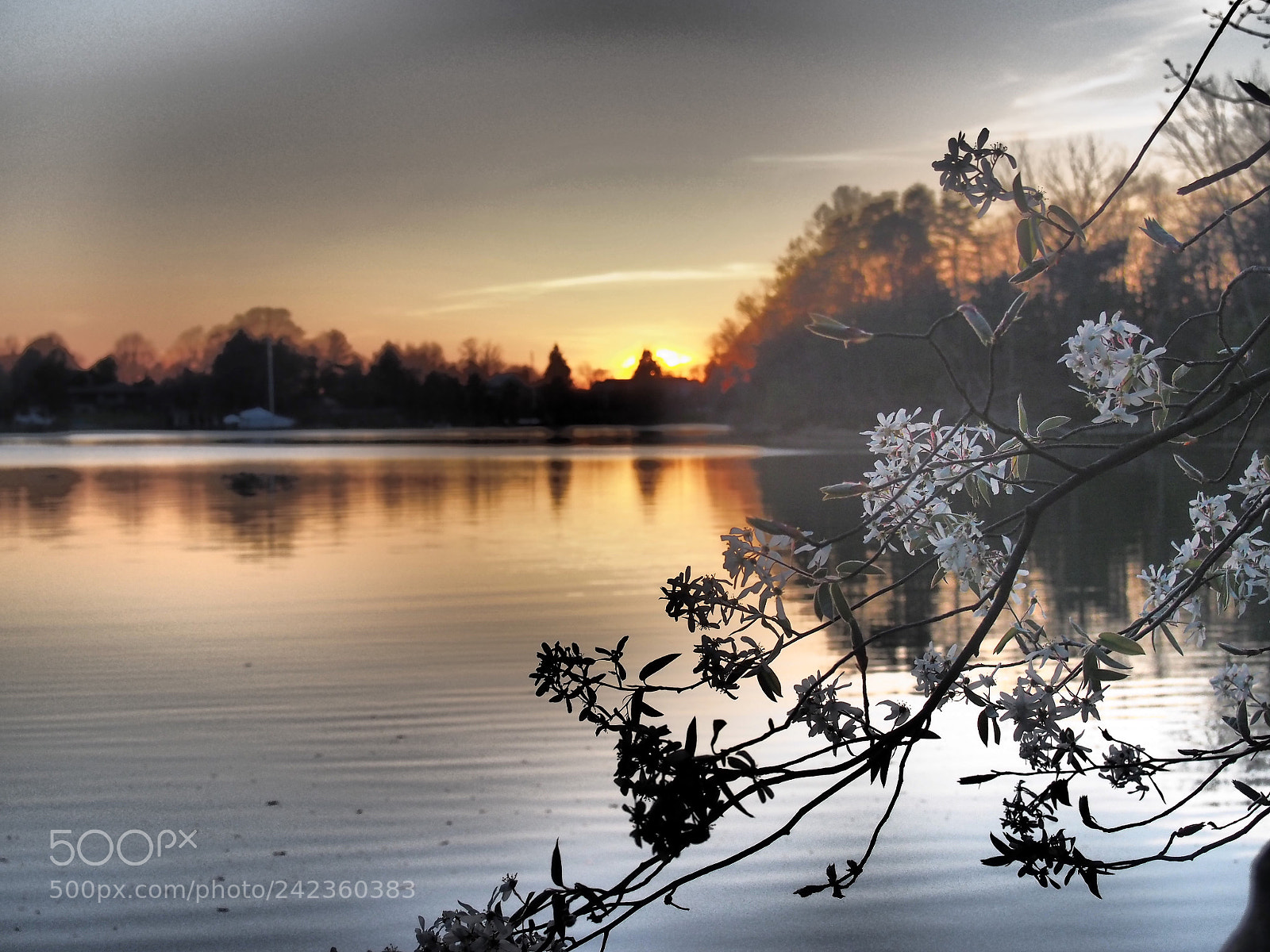Olympus PEN E-PM2 sample photo. Cherry blossom sunset photography