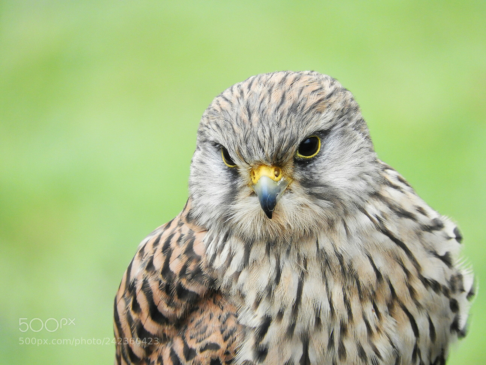 Nikon Coolpix B700 sample photo. Stunning female eurasian kestrel photography