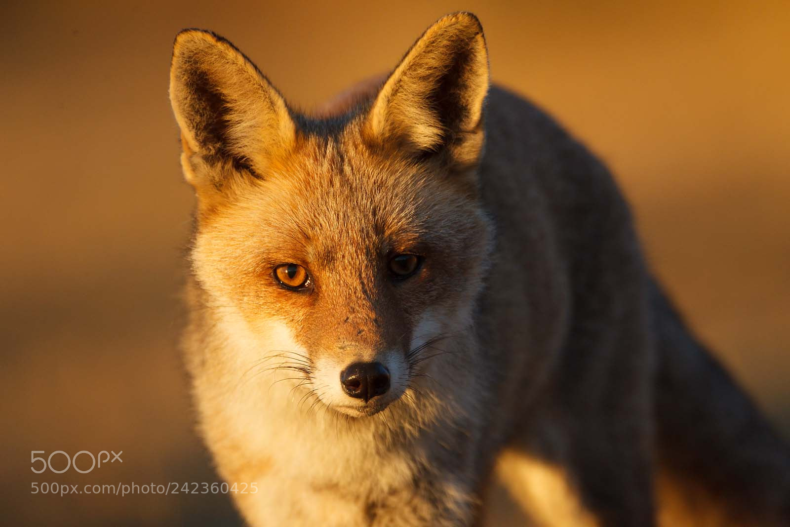 Canon EOS-1D Mark IV sample photo. Renard photography
