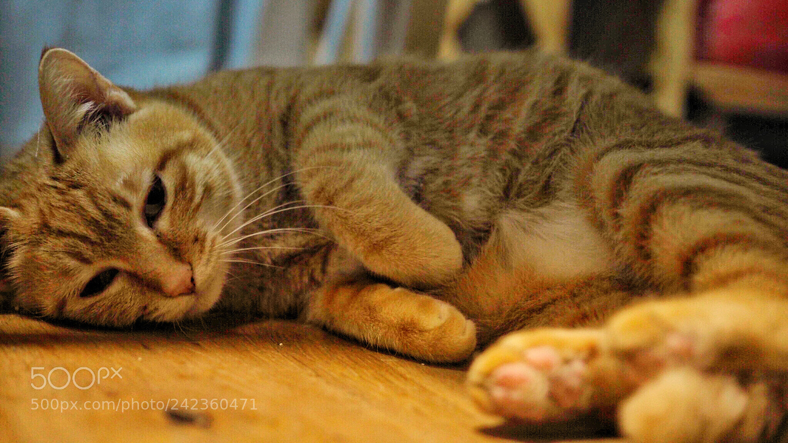 Olympus PEN E-PL7 sample photo. Cat: i'm tired. photography