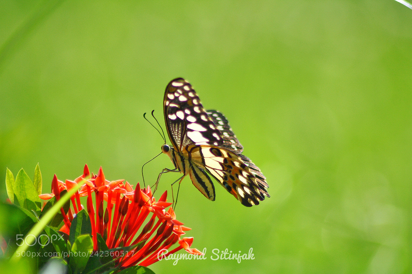 Canon EOS 1000D (EOS Digital Rebel XS / EOS Kiss F) sample photo. The butterfly photography