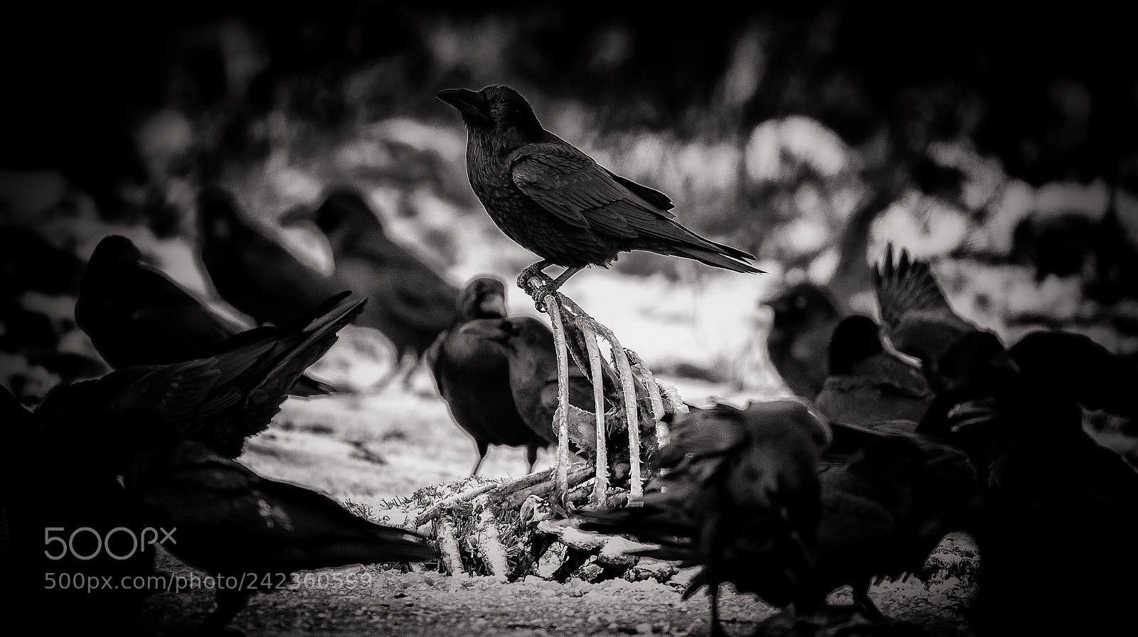 Nikon D5 sample photo. Ravens corpse photography