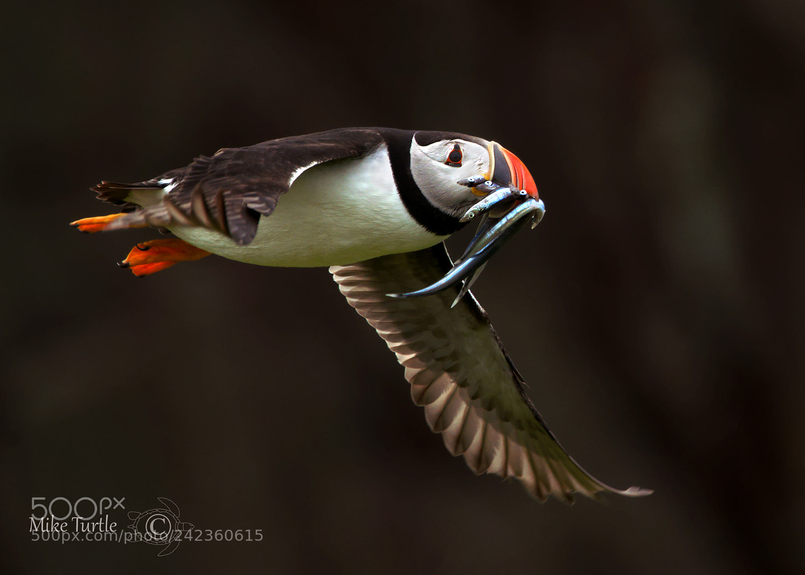 Sony a99 II sample photo. Skokholm puffin in flight photography
